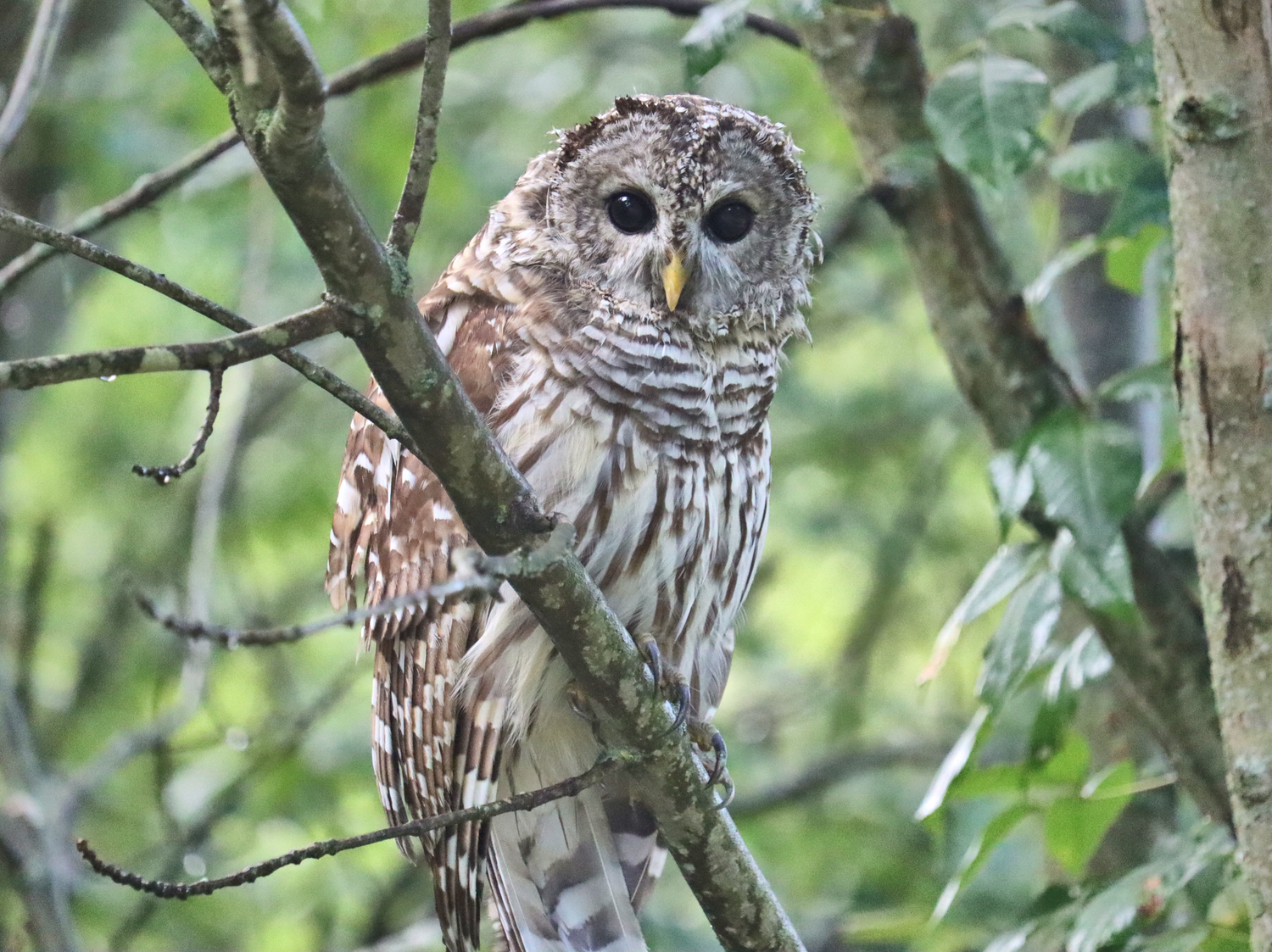 Owl