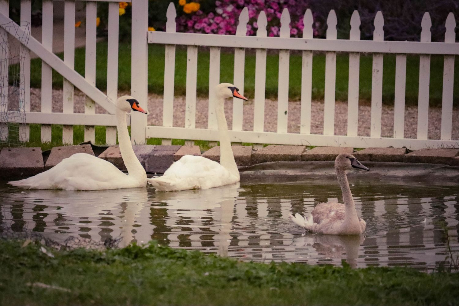 Swan family