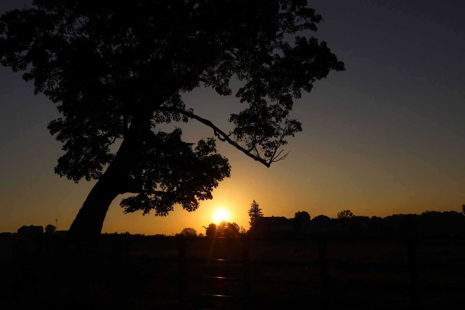 Tree sunrise