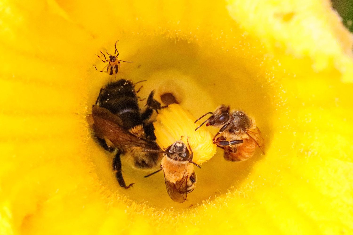 Busy bees