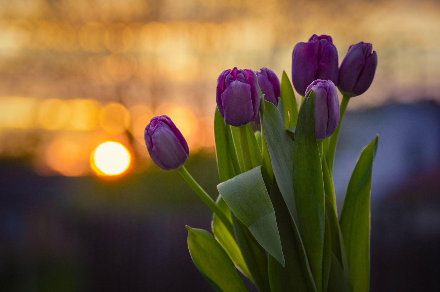 Tulips
