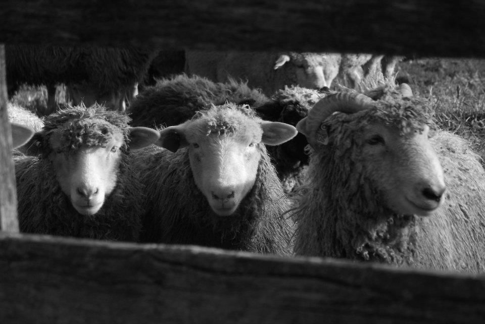 Sheep