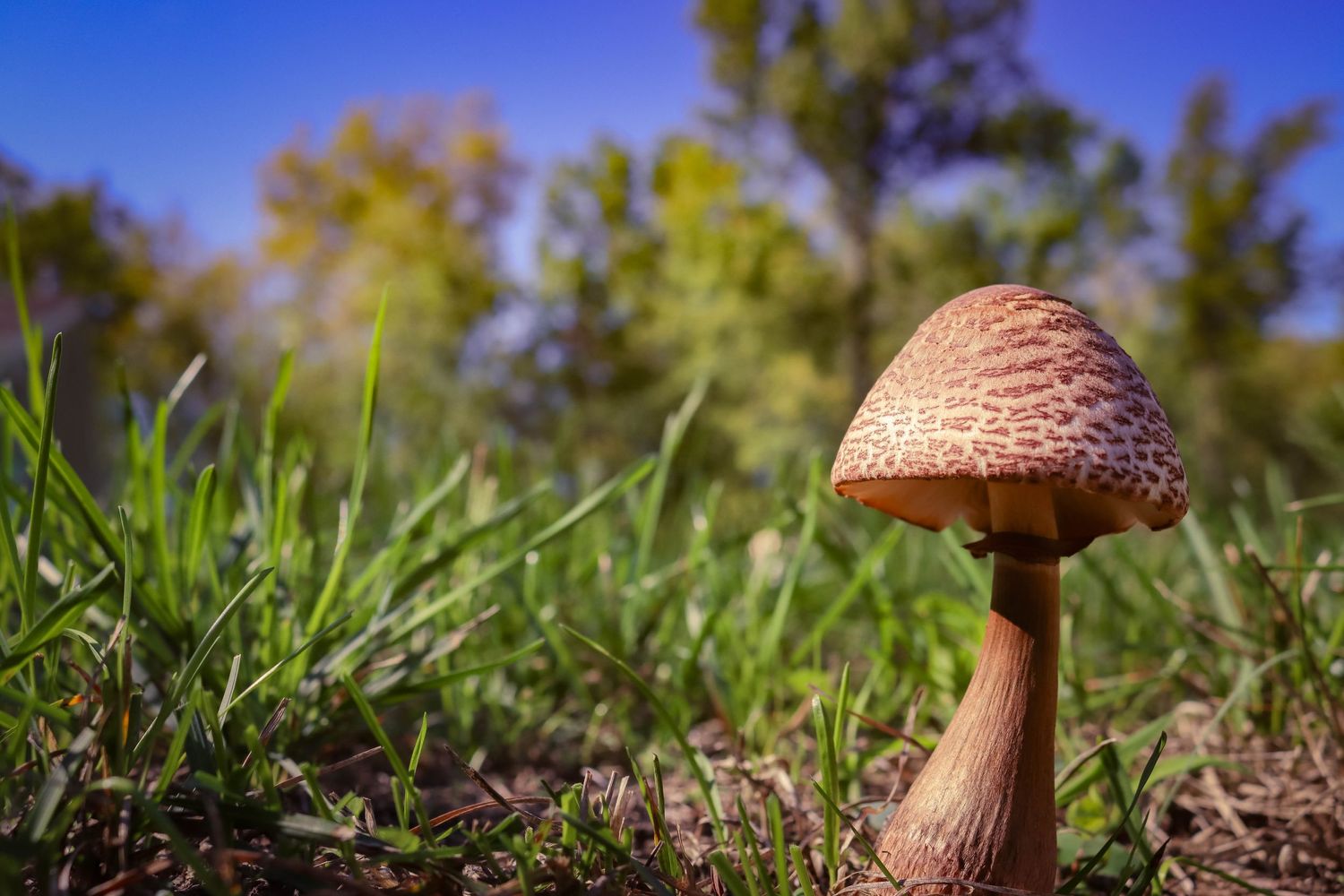 Mushroom