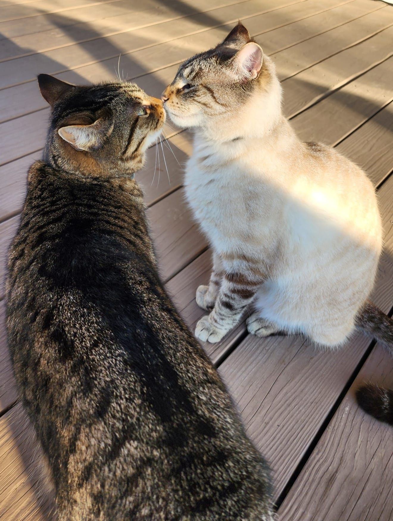 Cats
