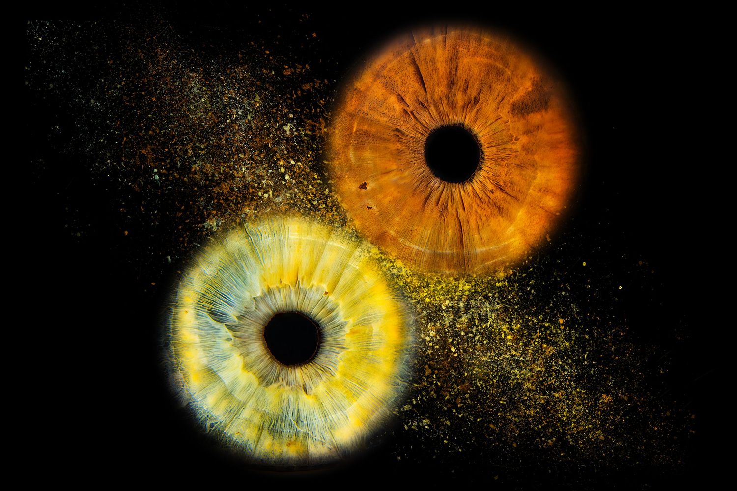 Two vibrant macro iris eyes in orange and yellow hues with golden dust particles on a black background.