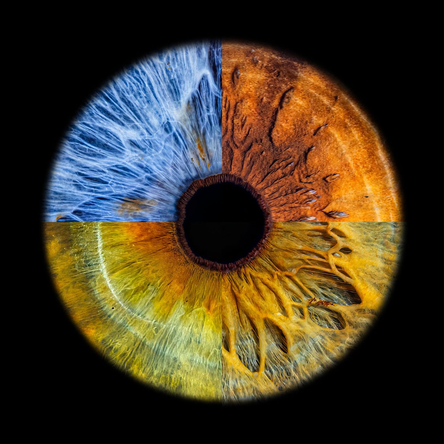 Close-up macro photograph of a colorful human iris with blue, yellow and orange sections divided around a dark pupil center.