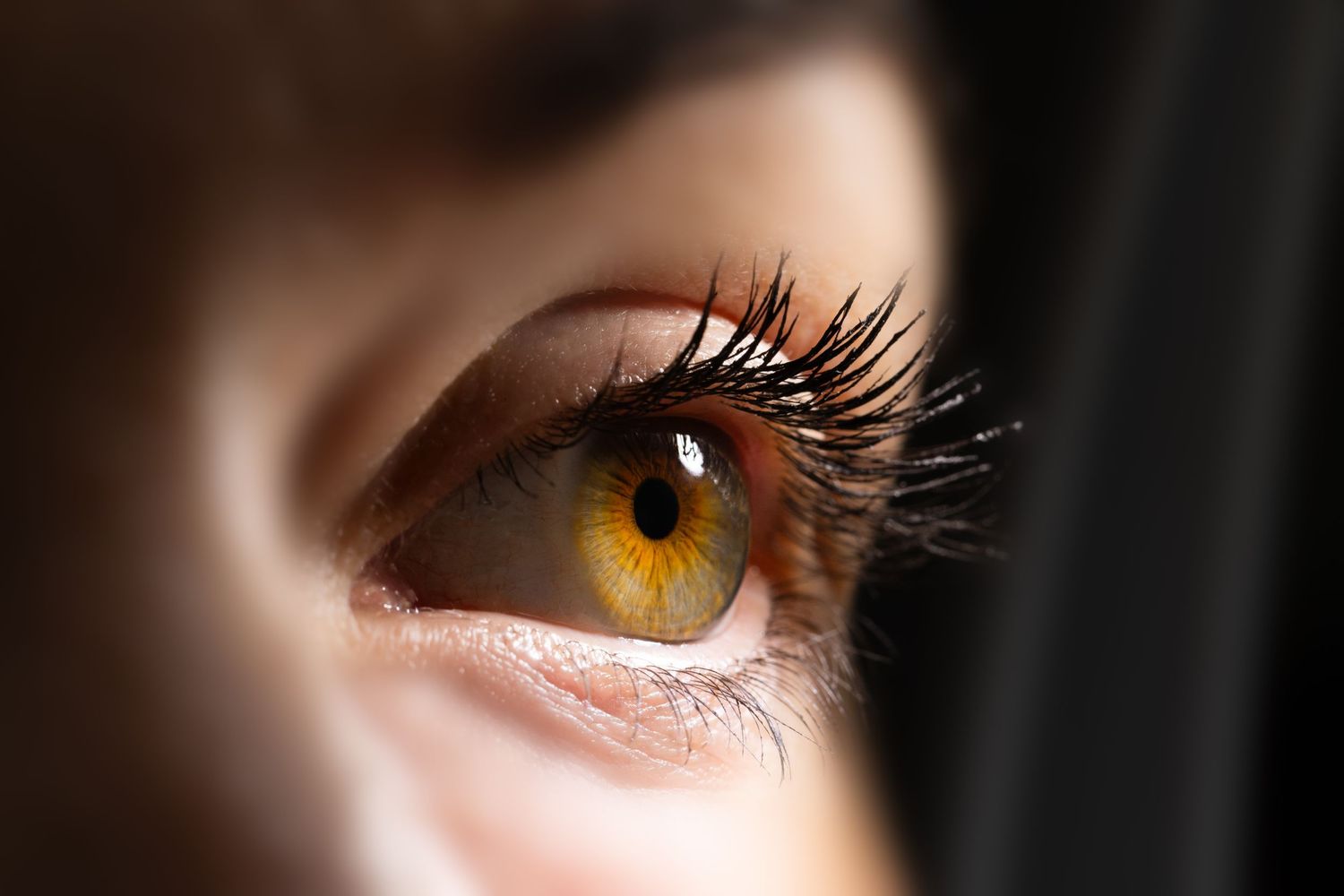 Close-up macro photograph of a golden brown eye with detailed eyelashes in dramatic lighting.