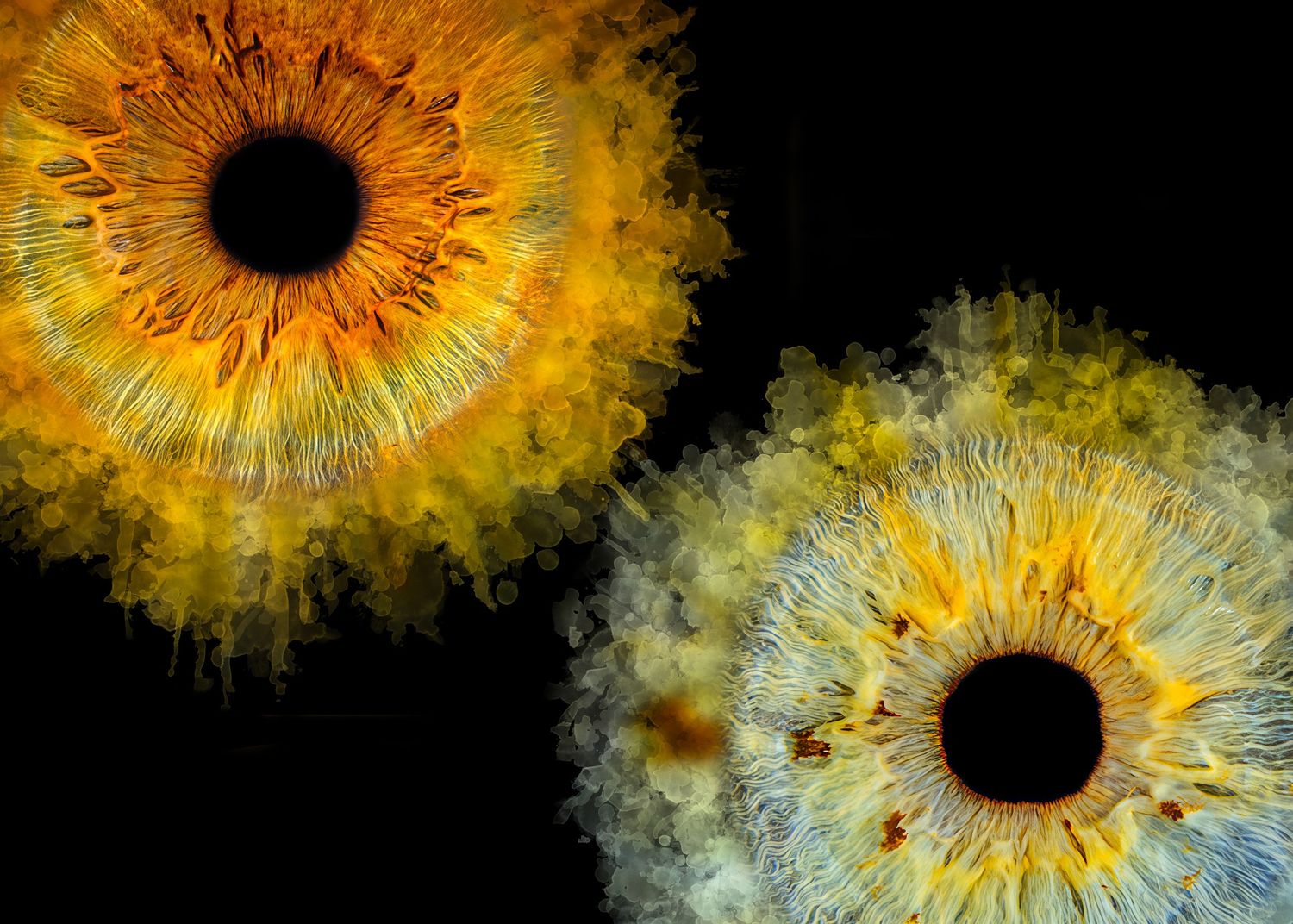Two vibrant macro iris eye illustrations with golden yellow and blue tones on a black background.