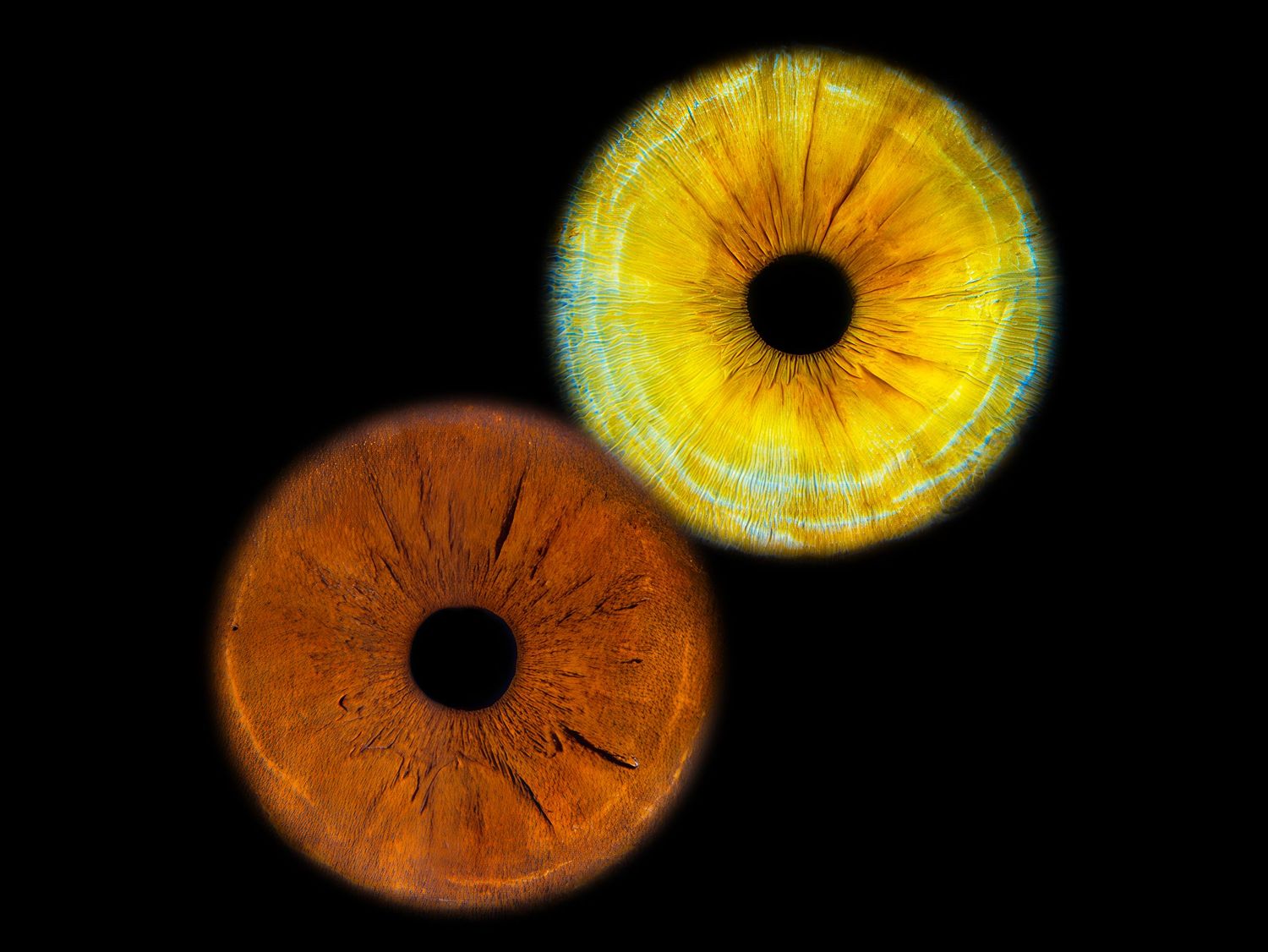 Close-up of two vivid animal eyes, one orange and one yellow, with detailed iris textures on black background.
