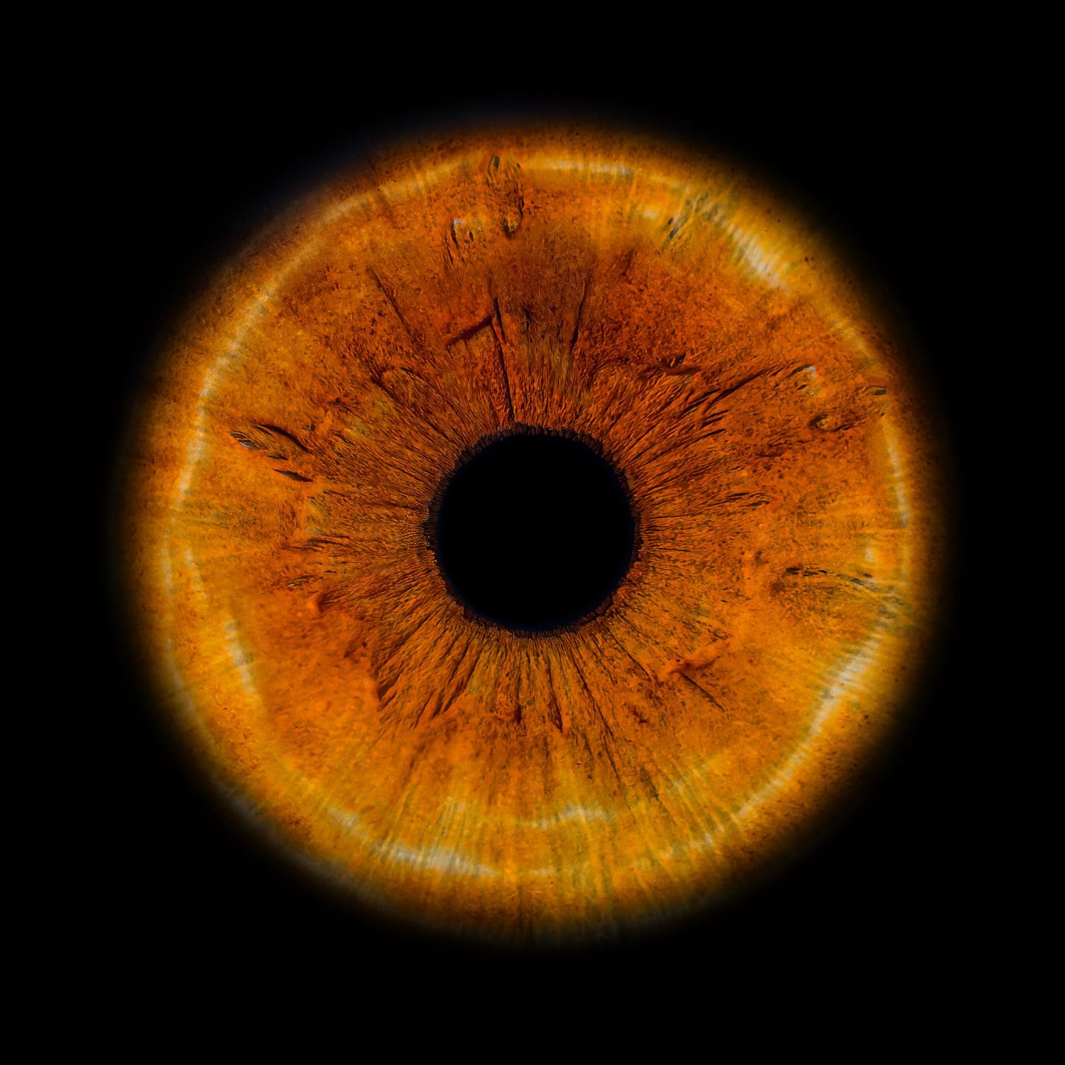 Close-up macro photograph of an amber-colored human iris with detailed textures glowing against a black background.