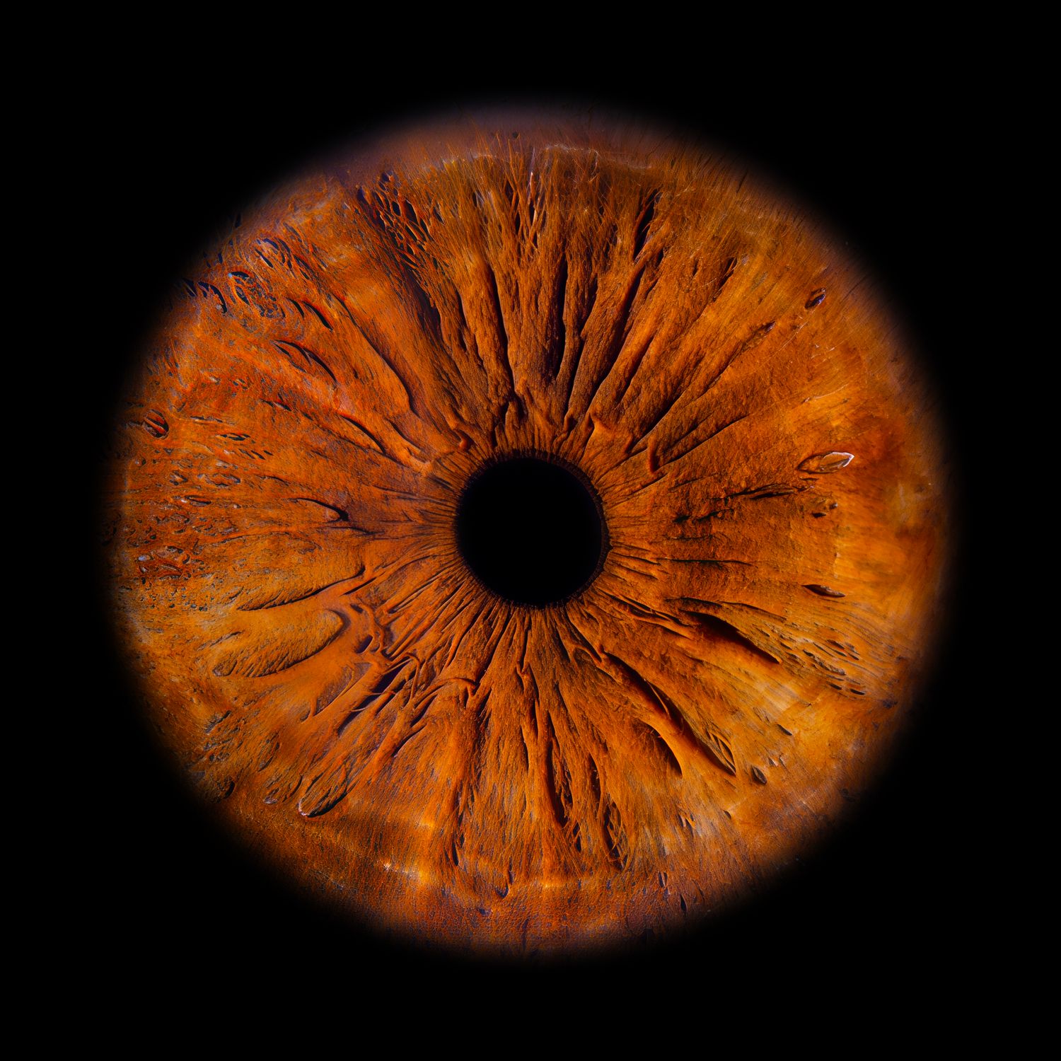 Close-up macro photograph of a striking amber and orange human iris with detailed texture against a black background.
