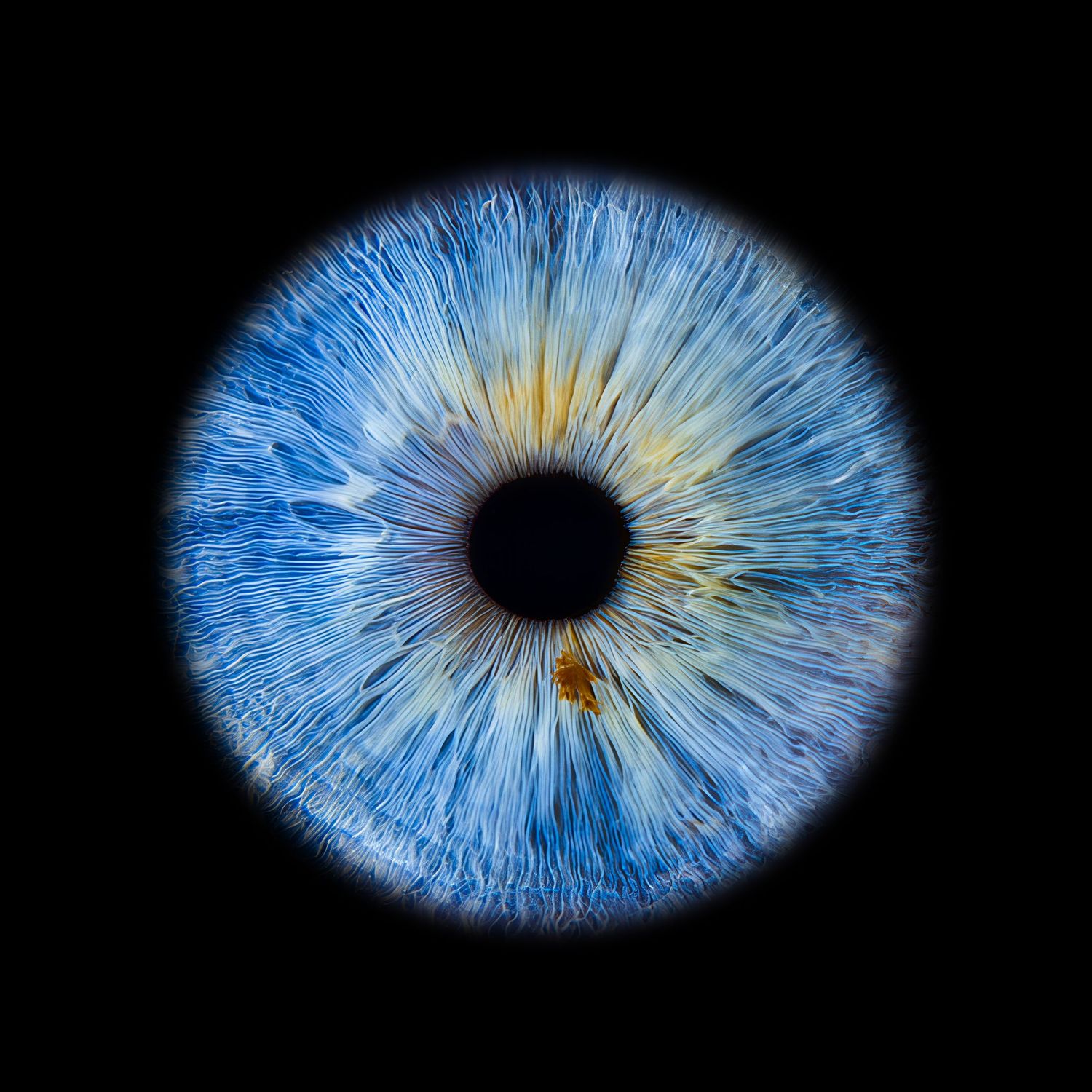 Close-up macro photograph of a stunning blue human eye with golden center details on black background.