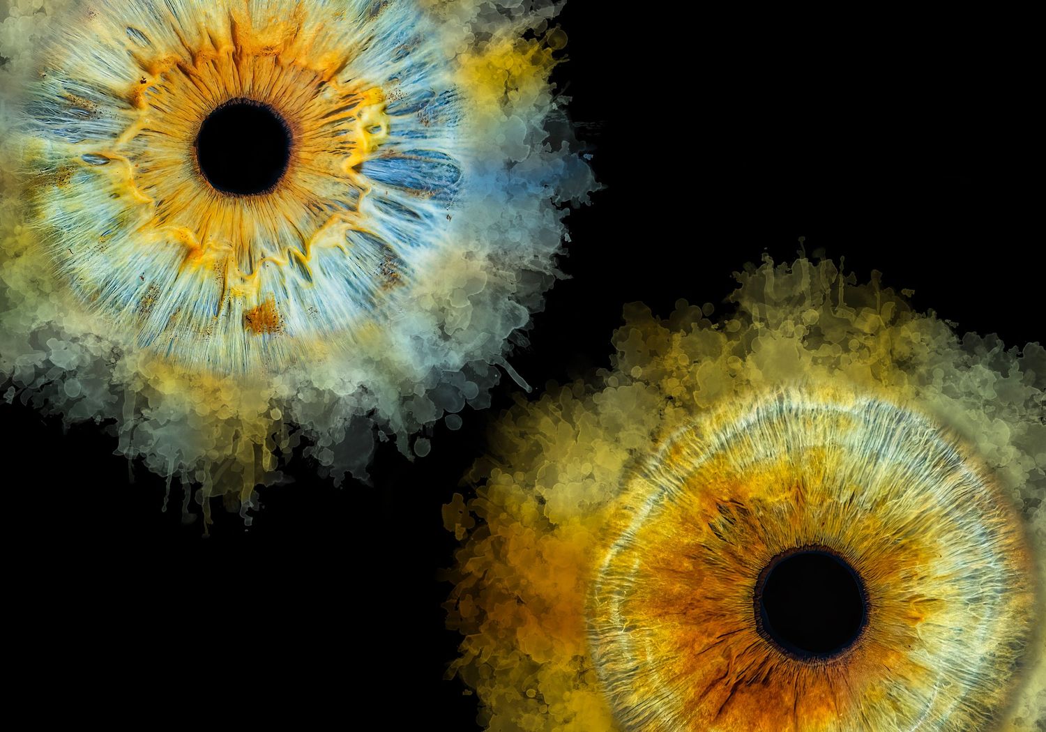 Artistic rendering of two irises with blue and yellow watercolor effects on black.