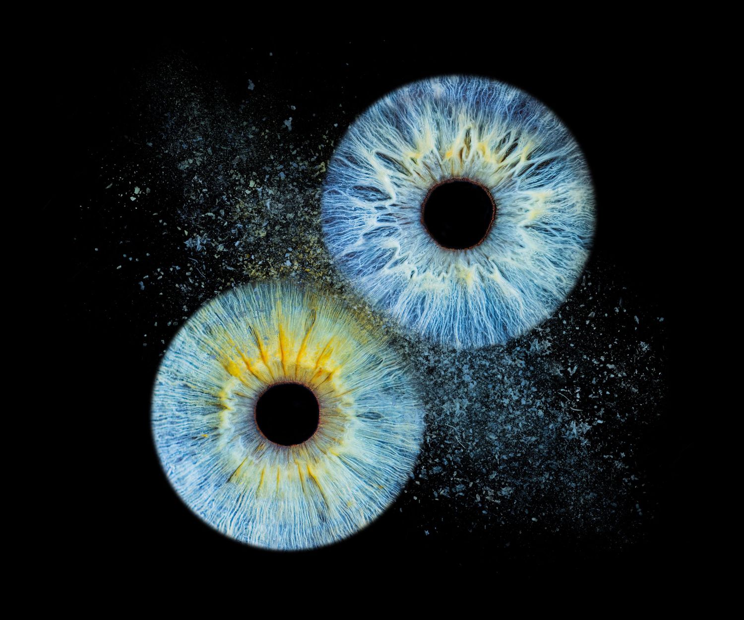 Two vibrant blue and yellow iris patterns exploding with powder against a black background.