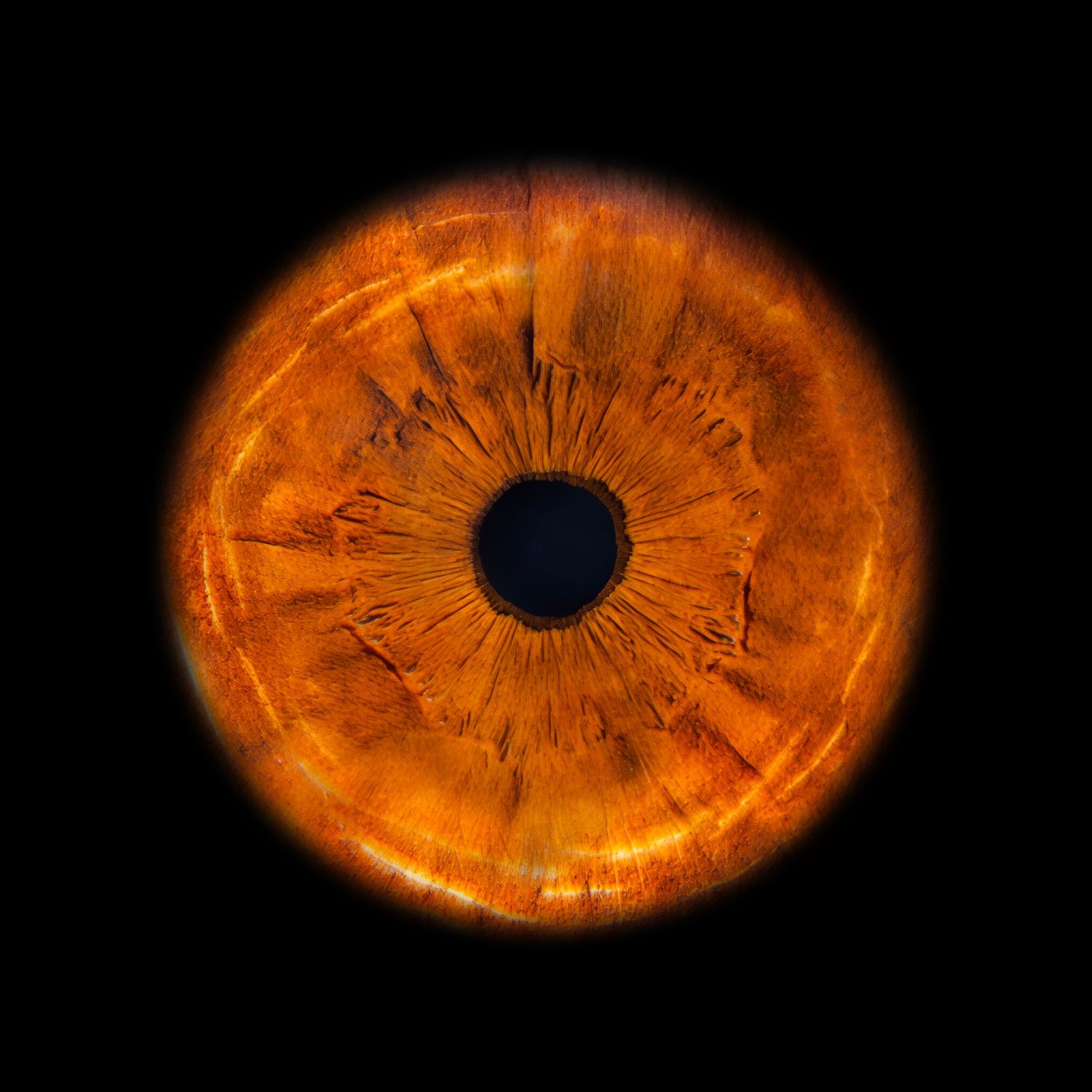 Close-up macro photograph of a vivid orange and amber human eye iris on a black background.