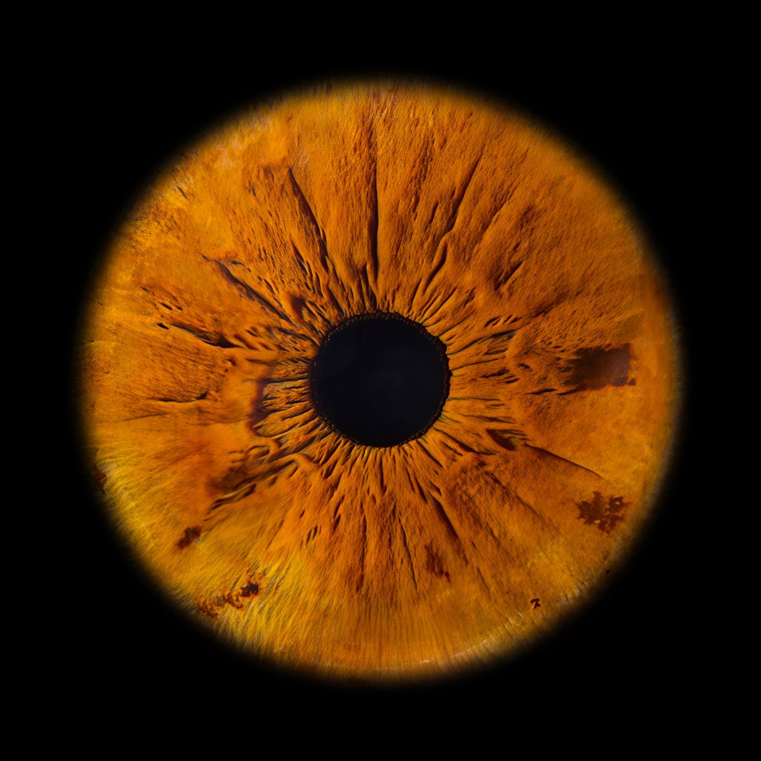 Close-up macro photo of a vibrant orange human iris with detailed texture and dark pupil on black background.