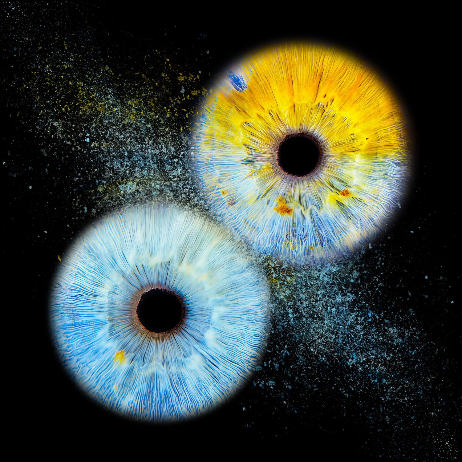 Two vibrant macro eye irises, one blue and one yellow, bursting with colorful powder against a black background.