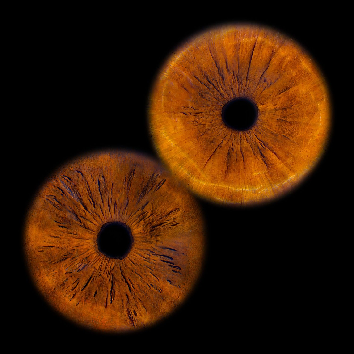 Close-up of two vivid amber and orange human irises with dark pupils on a black background.