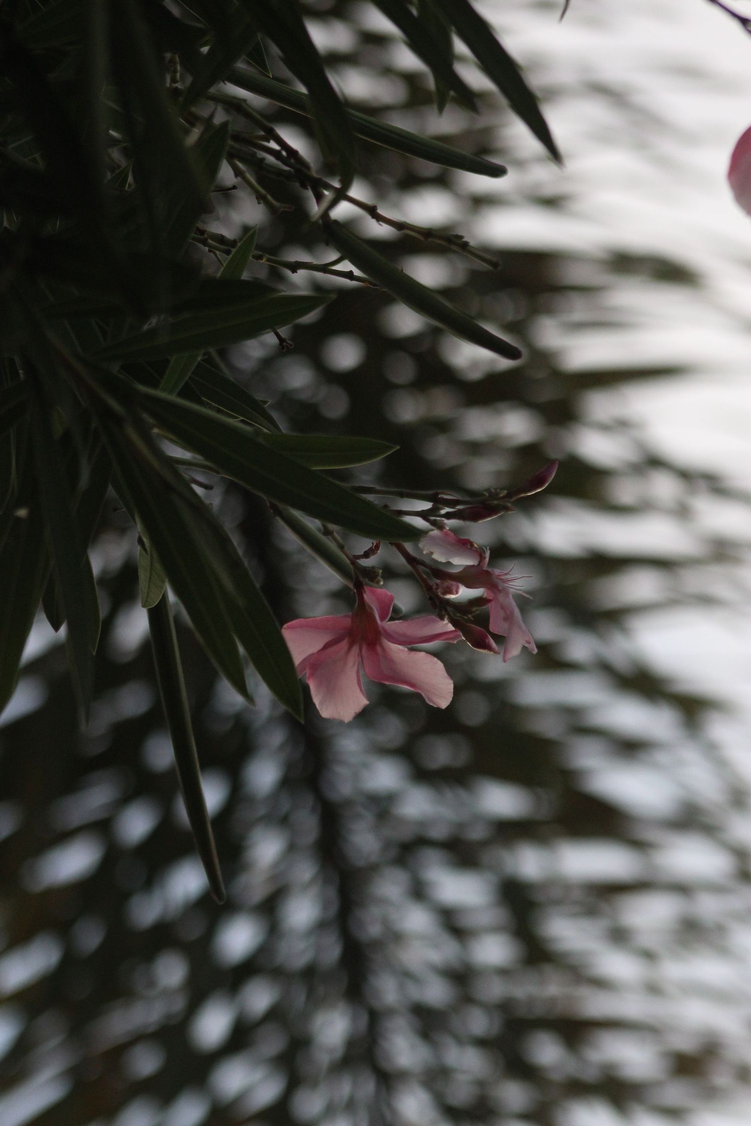 Nature photograph
