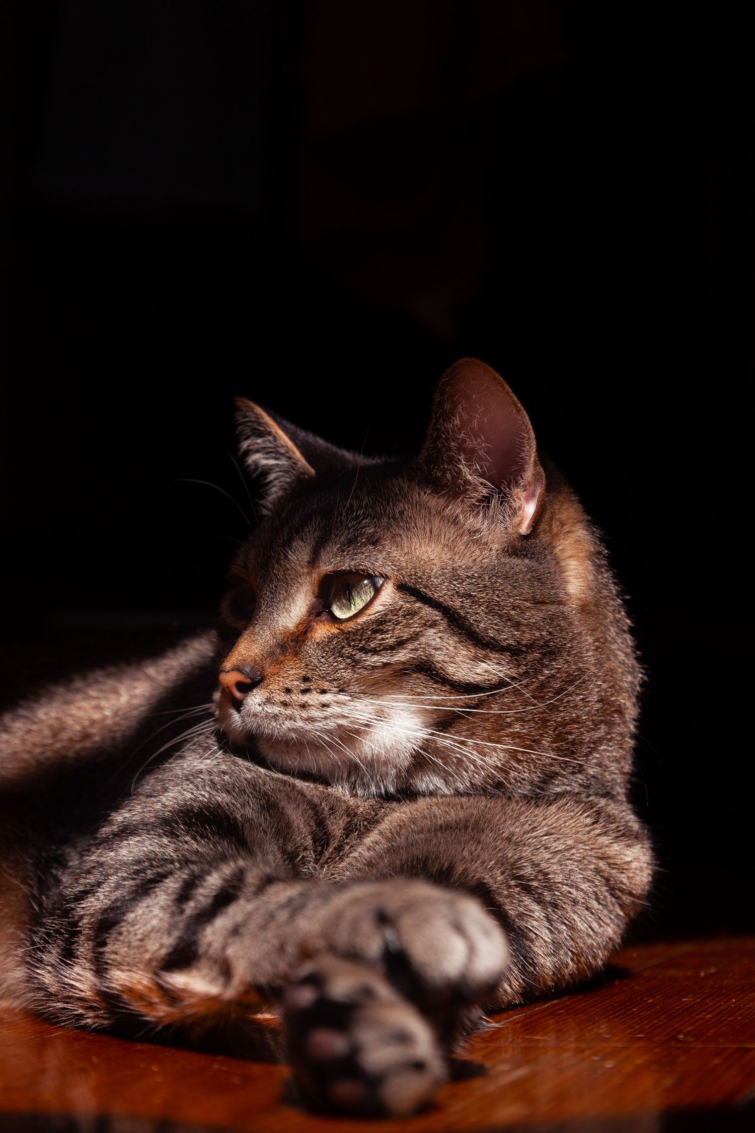 pet photography iowa city