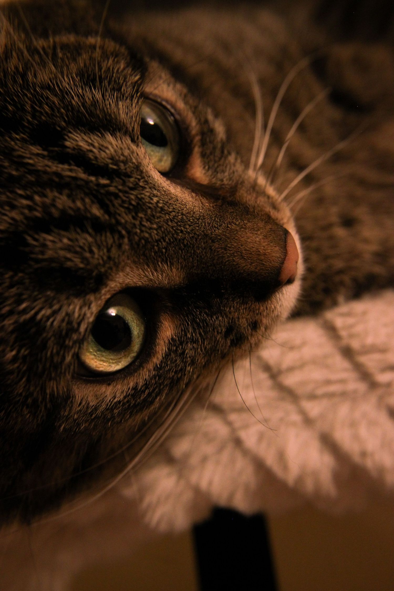 Pet photography iowa city