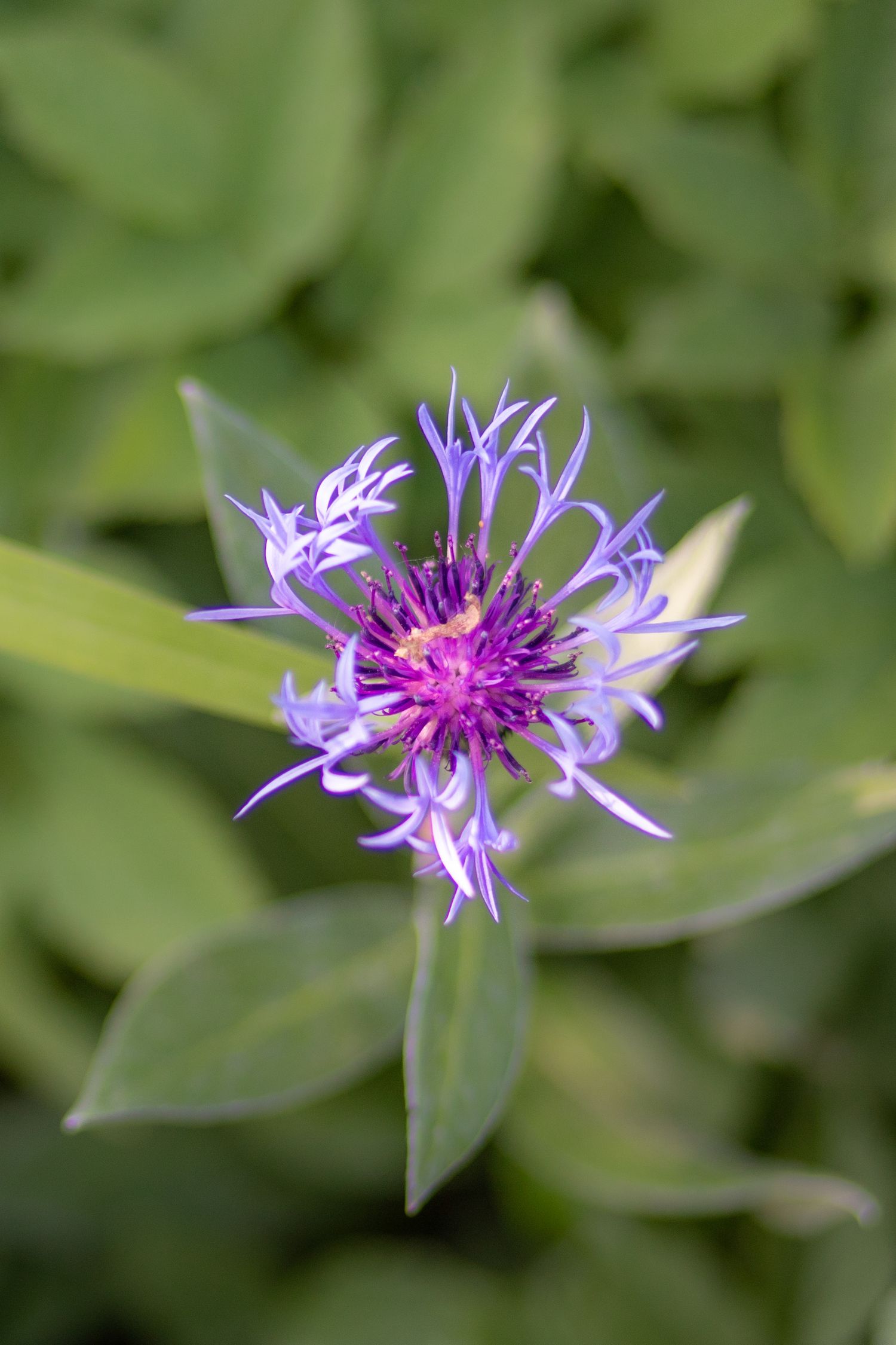 garden photography