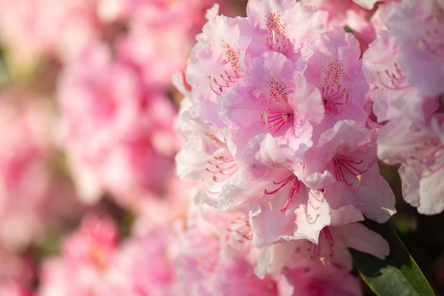garden photography