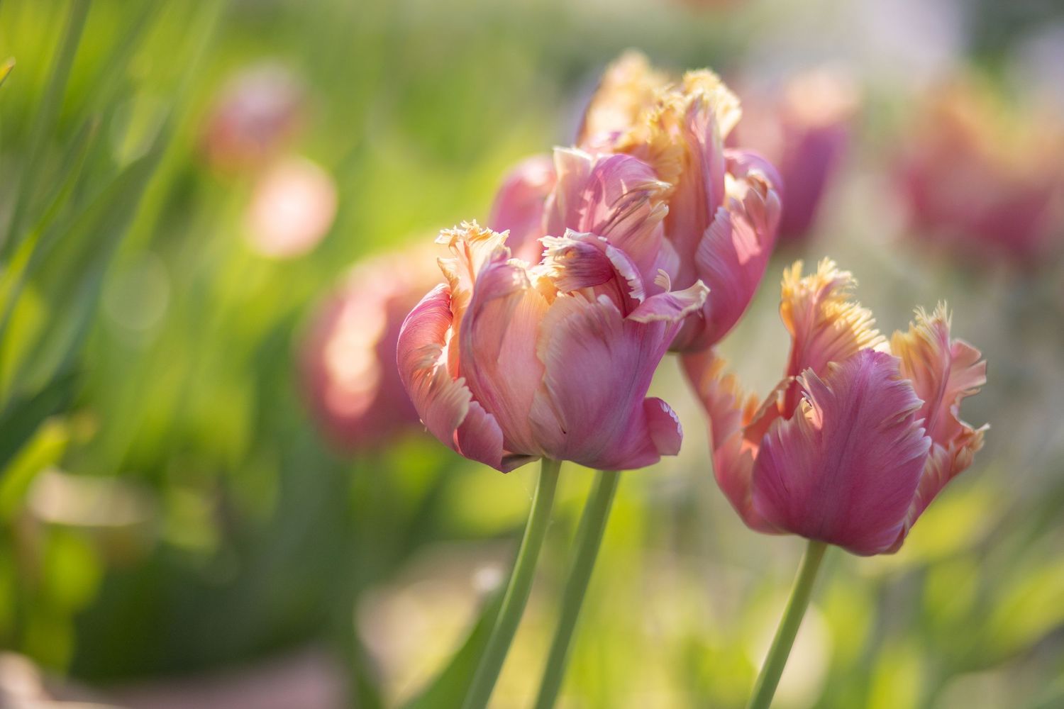 garden photography