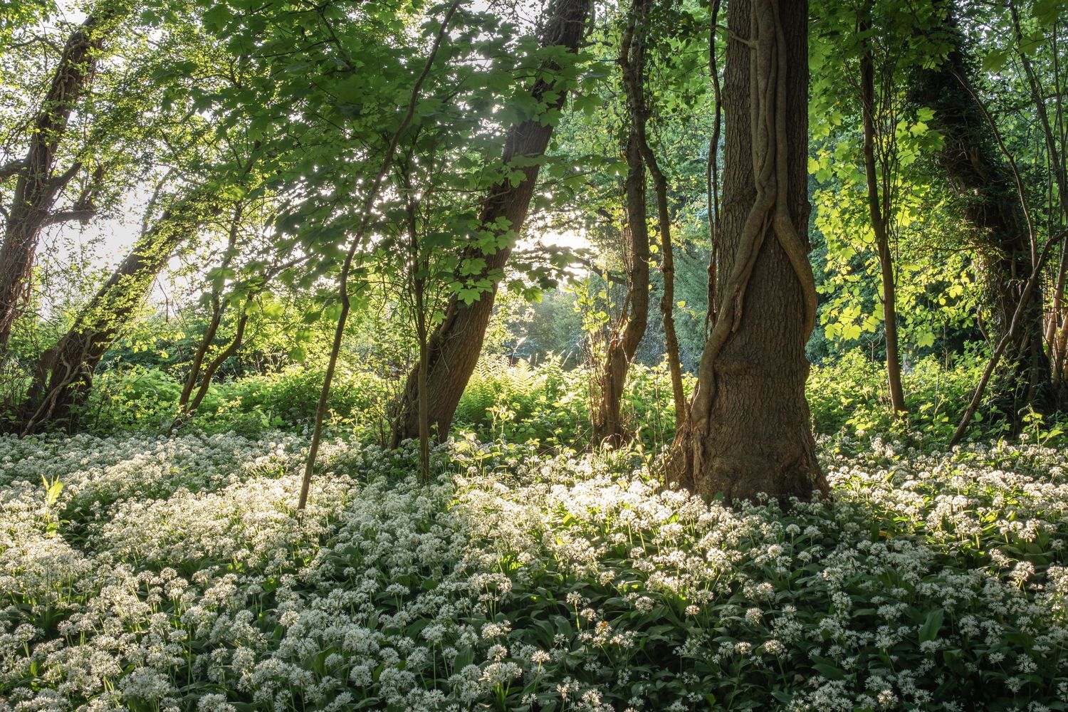 woodland photography