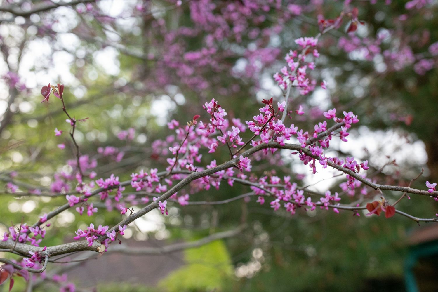 garden photography