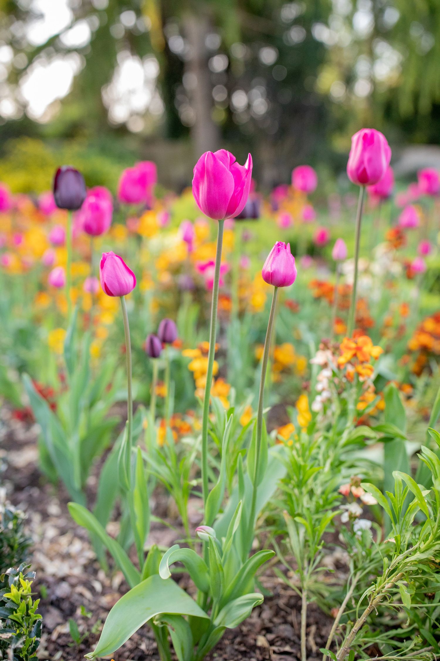 garden photography