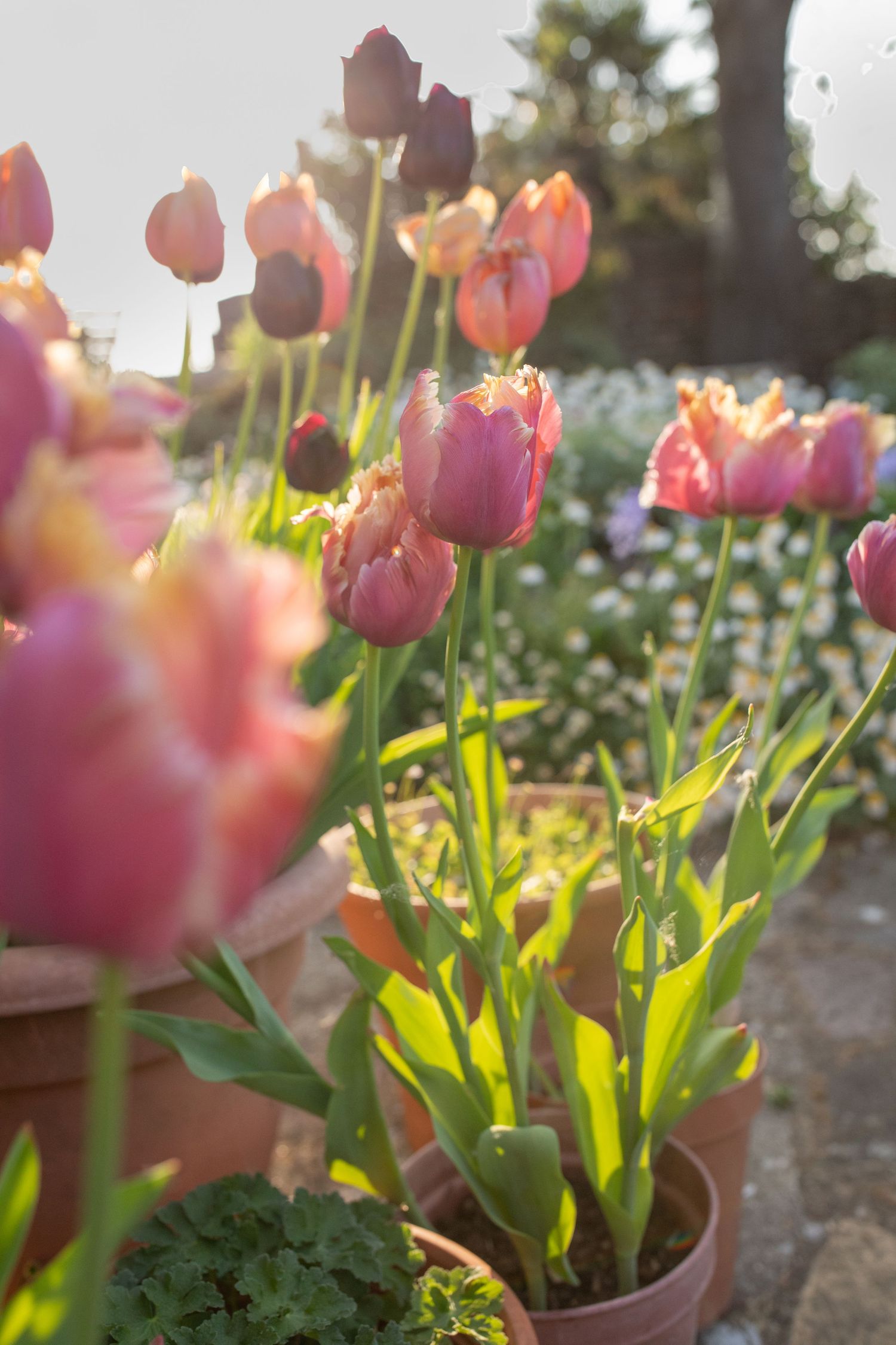 garden photography
