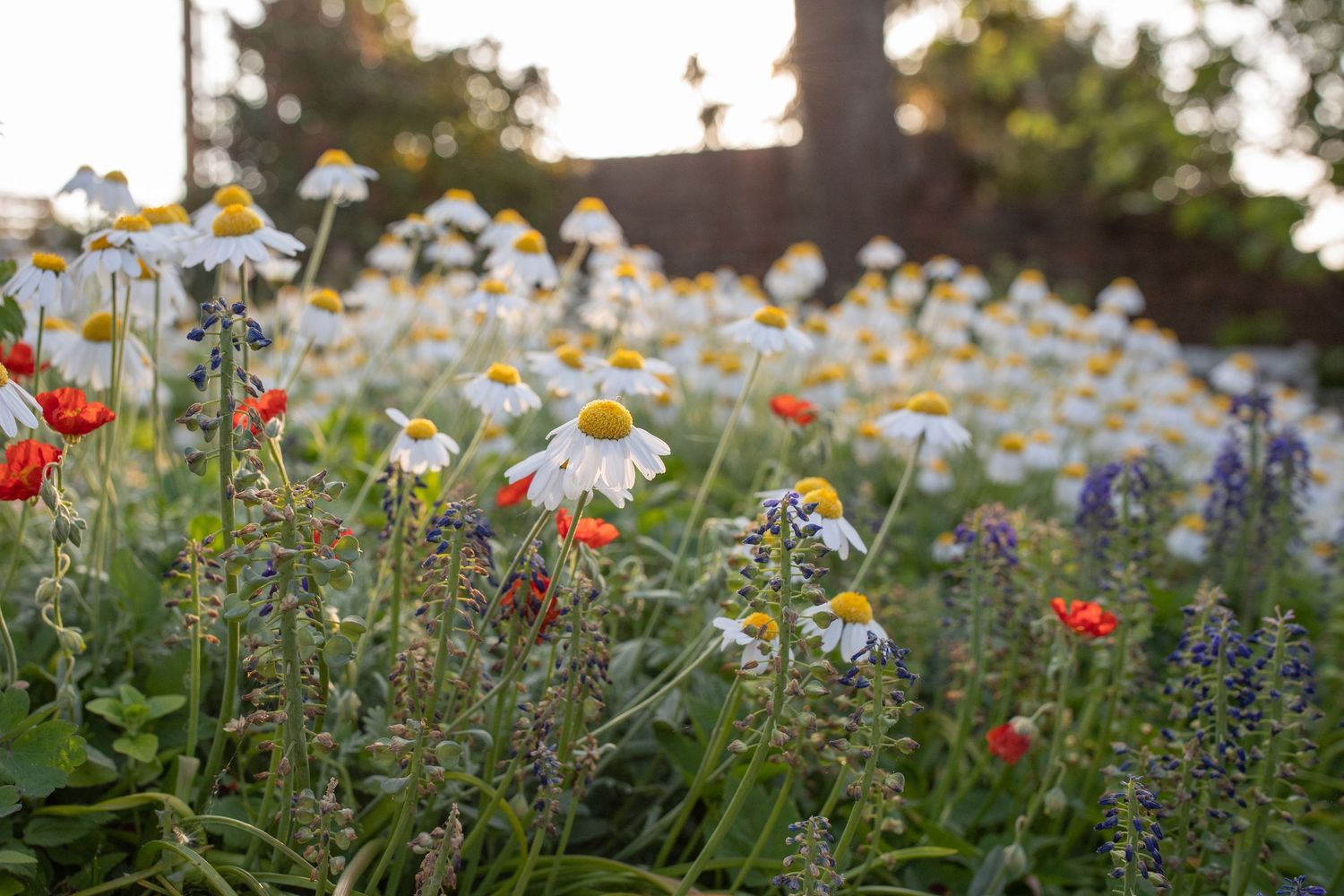 garden photography