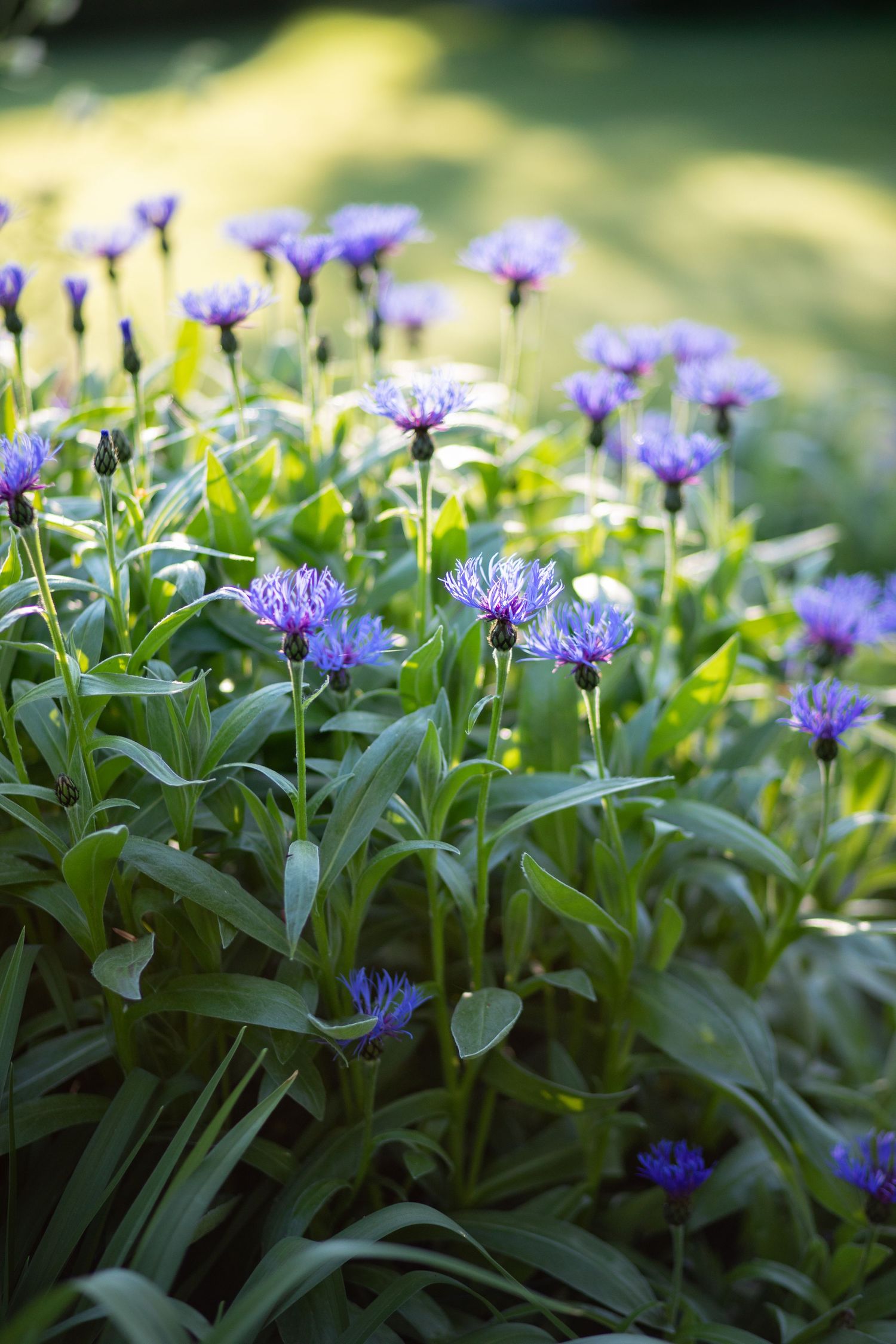 garden photography