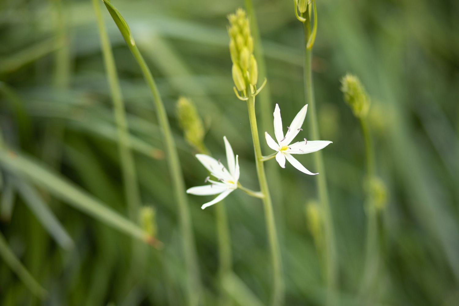 garden photography