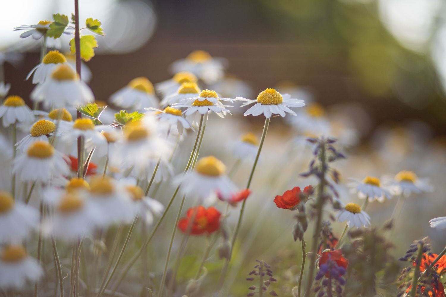 garden photography