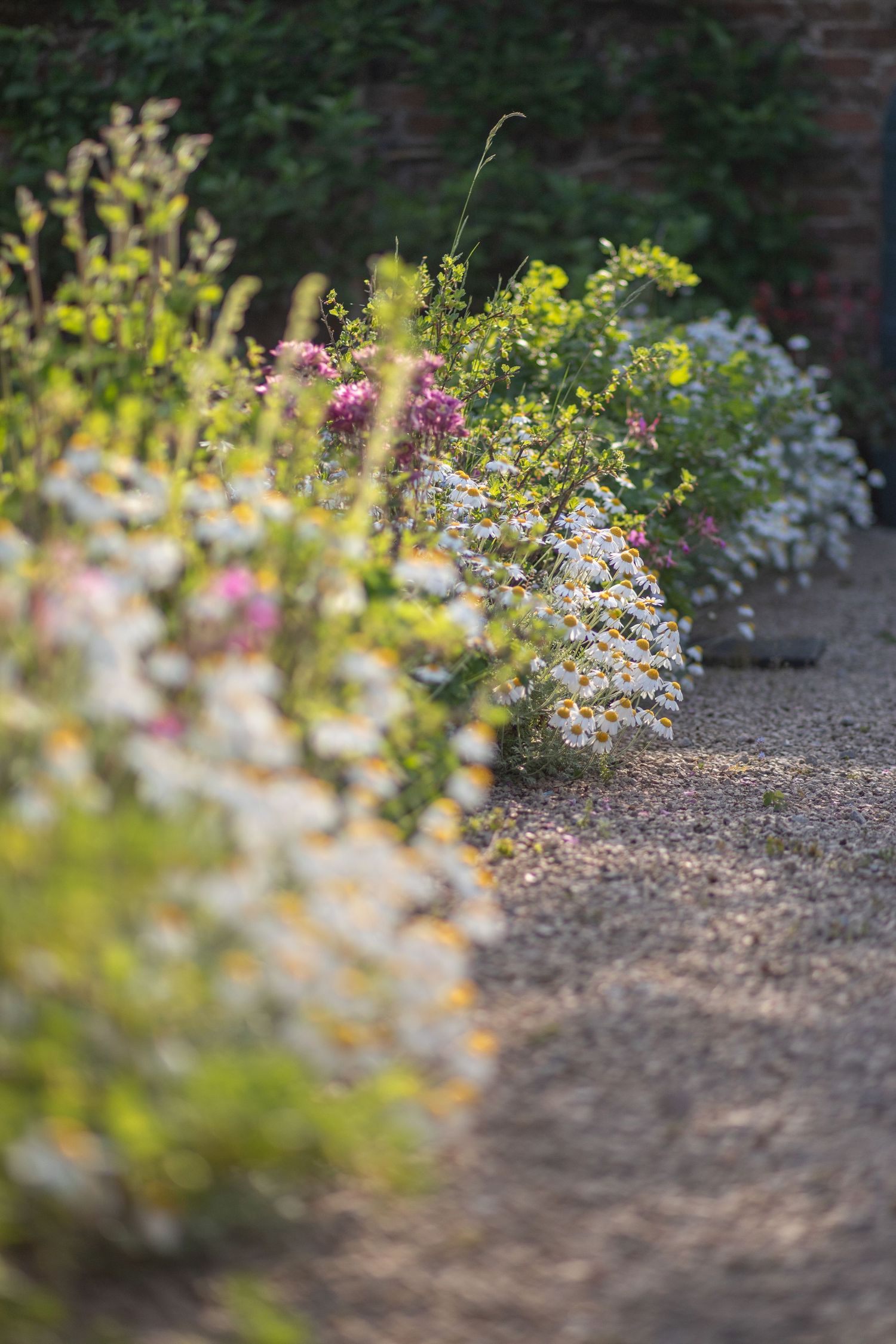 garden photography