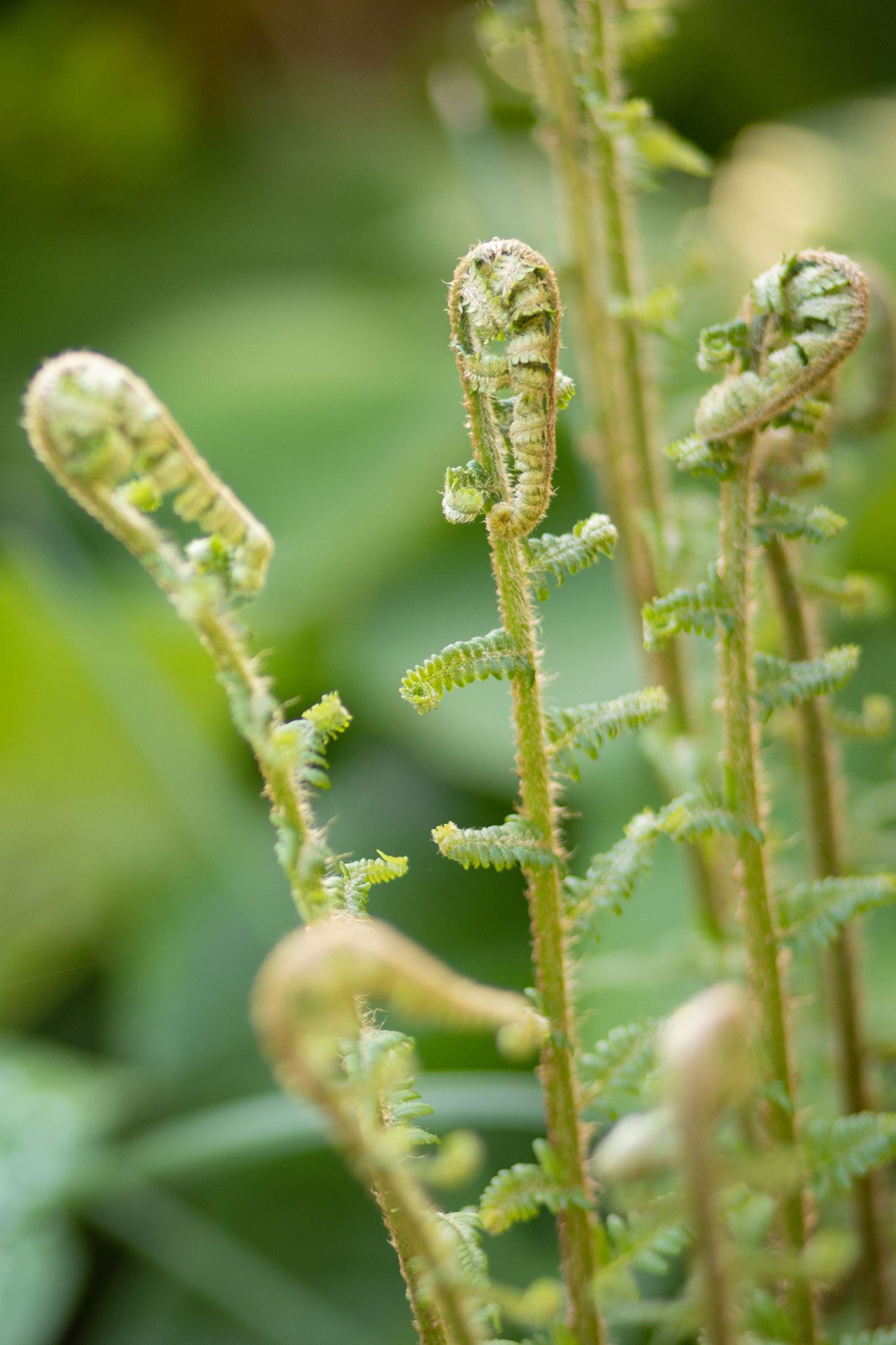 garden photography