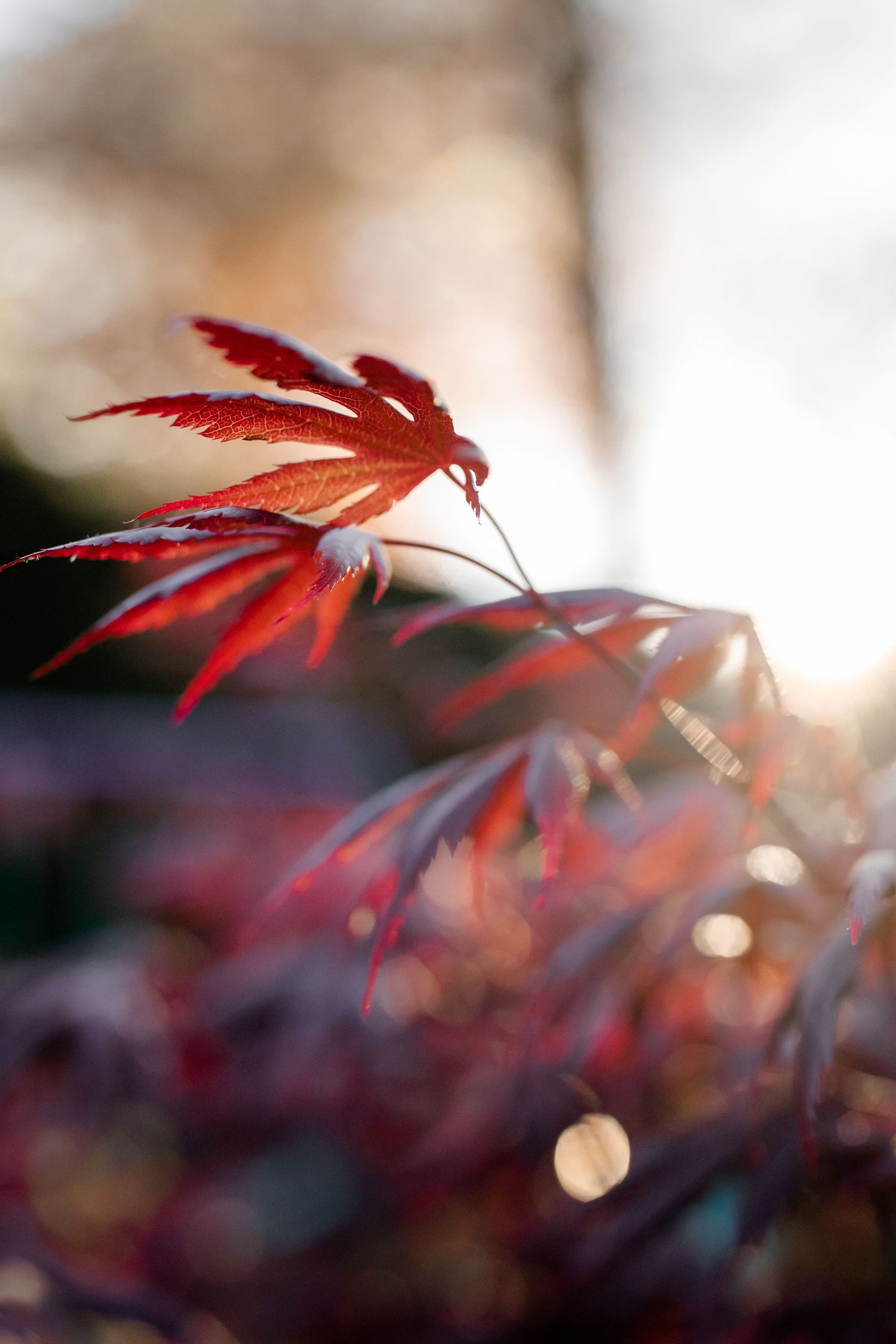 garden photography