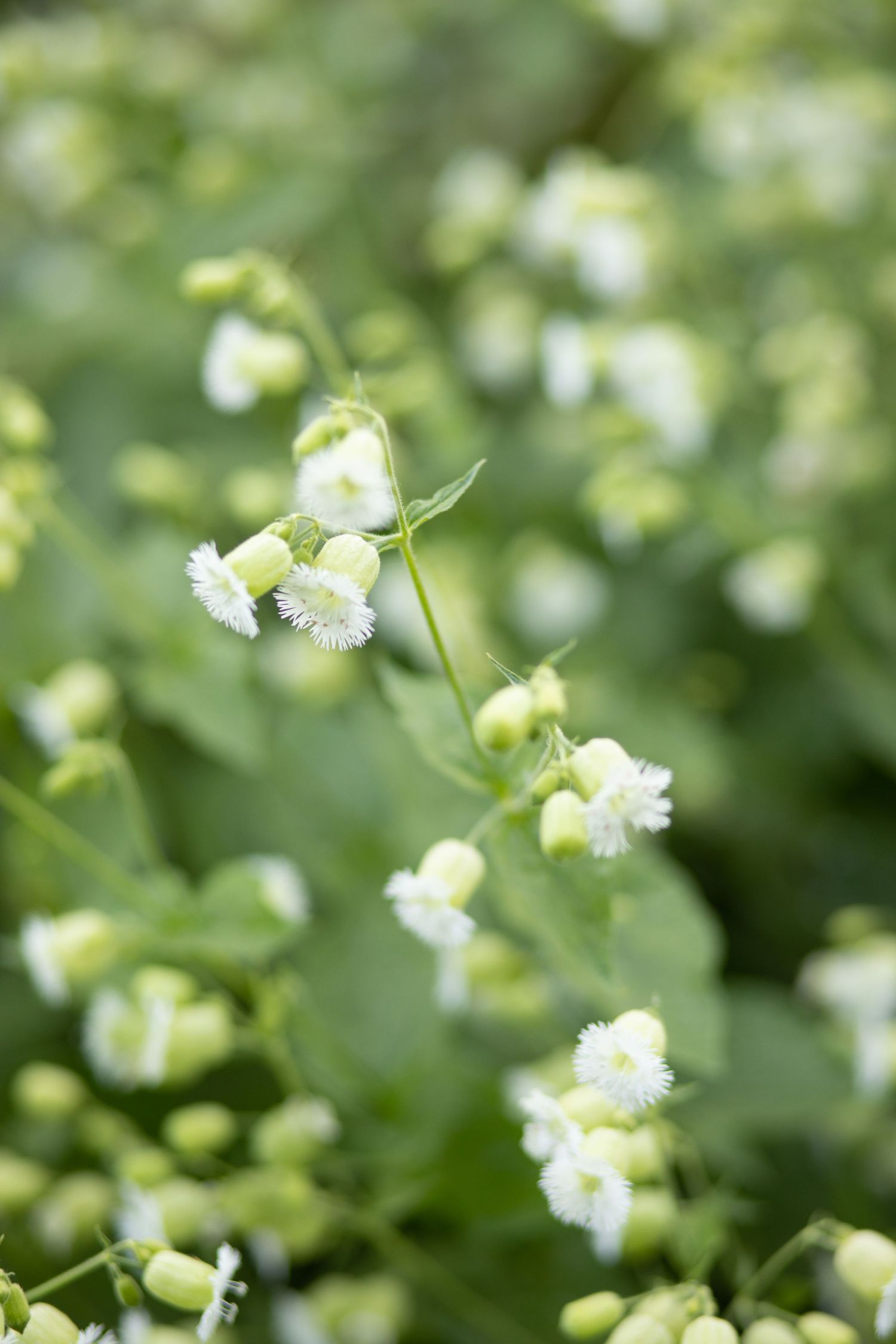 garden photography