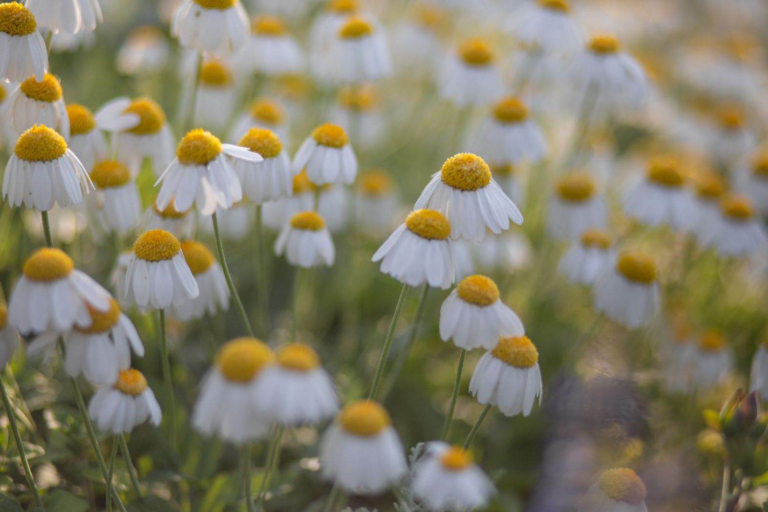 garden photography