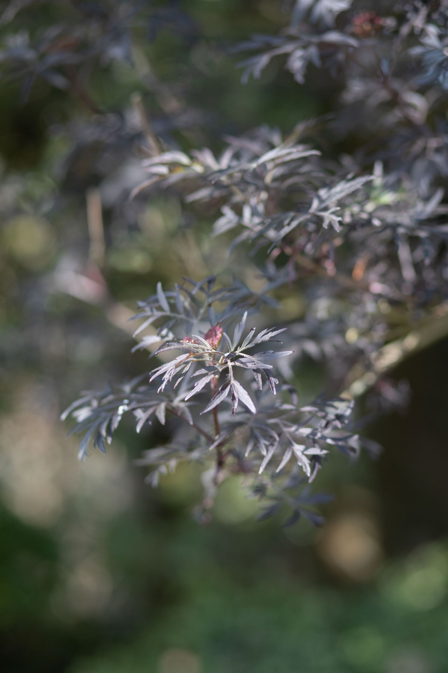 garden photography