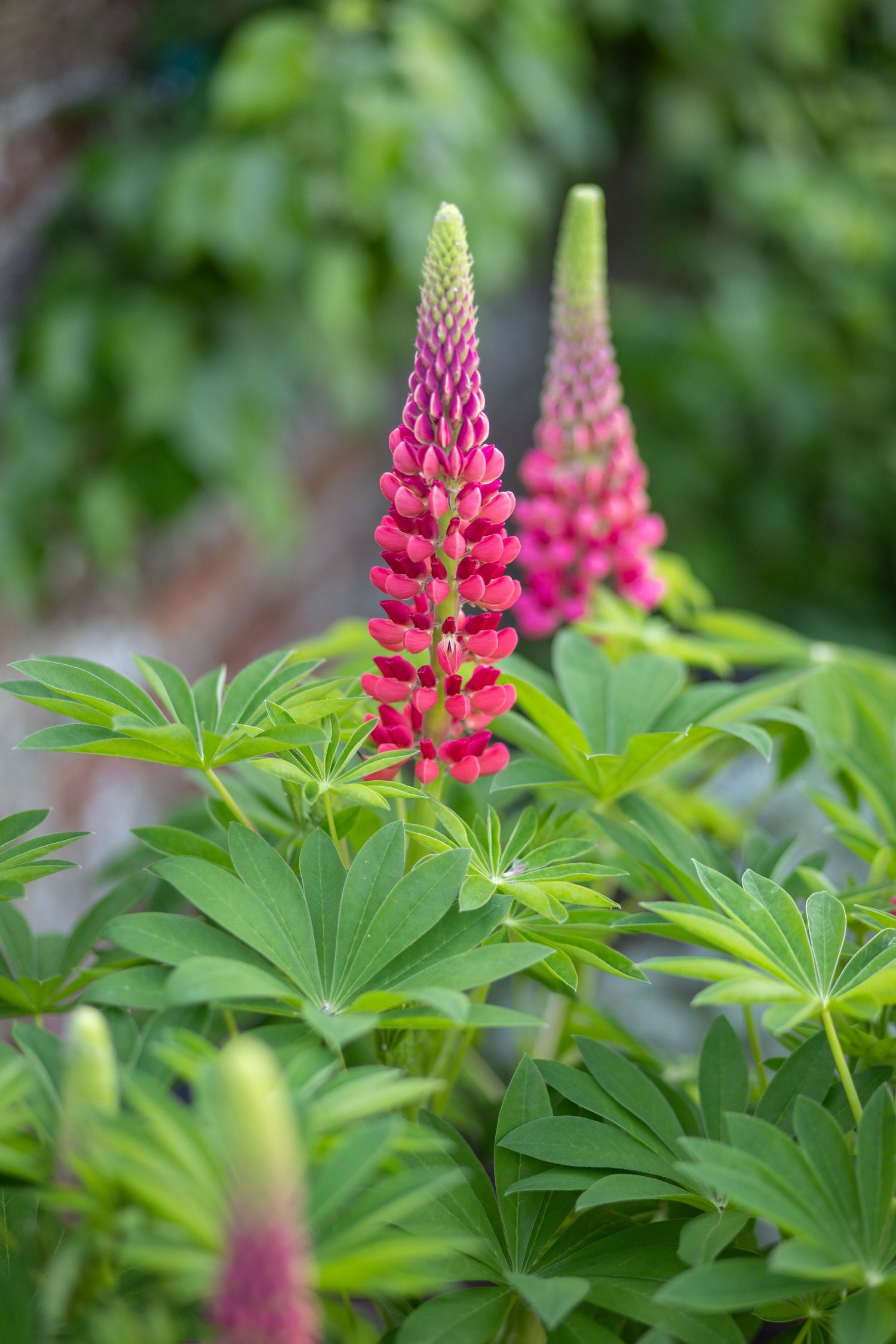 garden photography