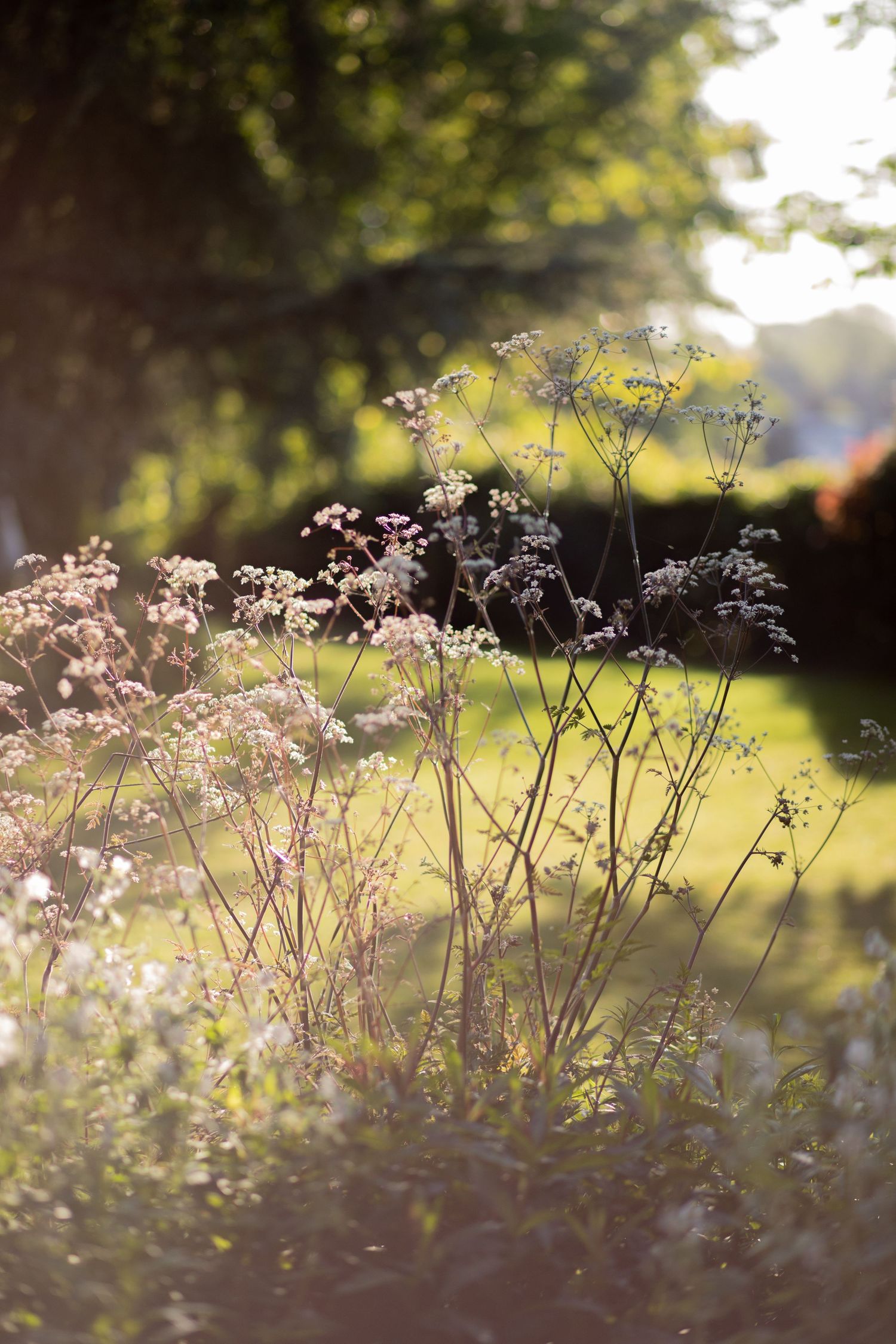 garden photography