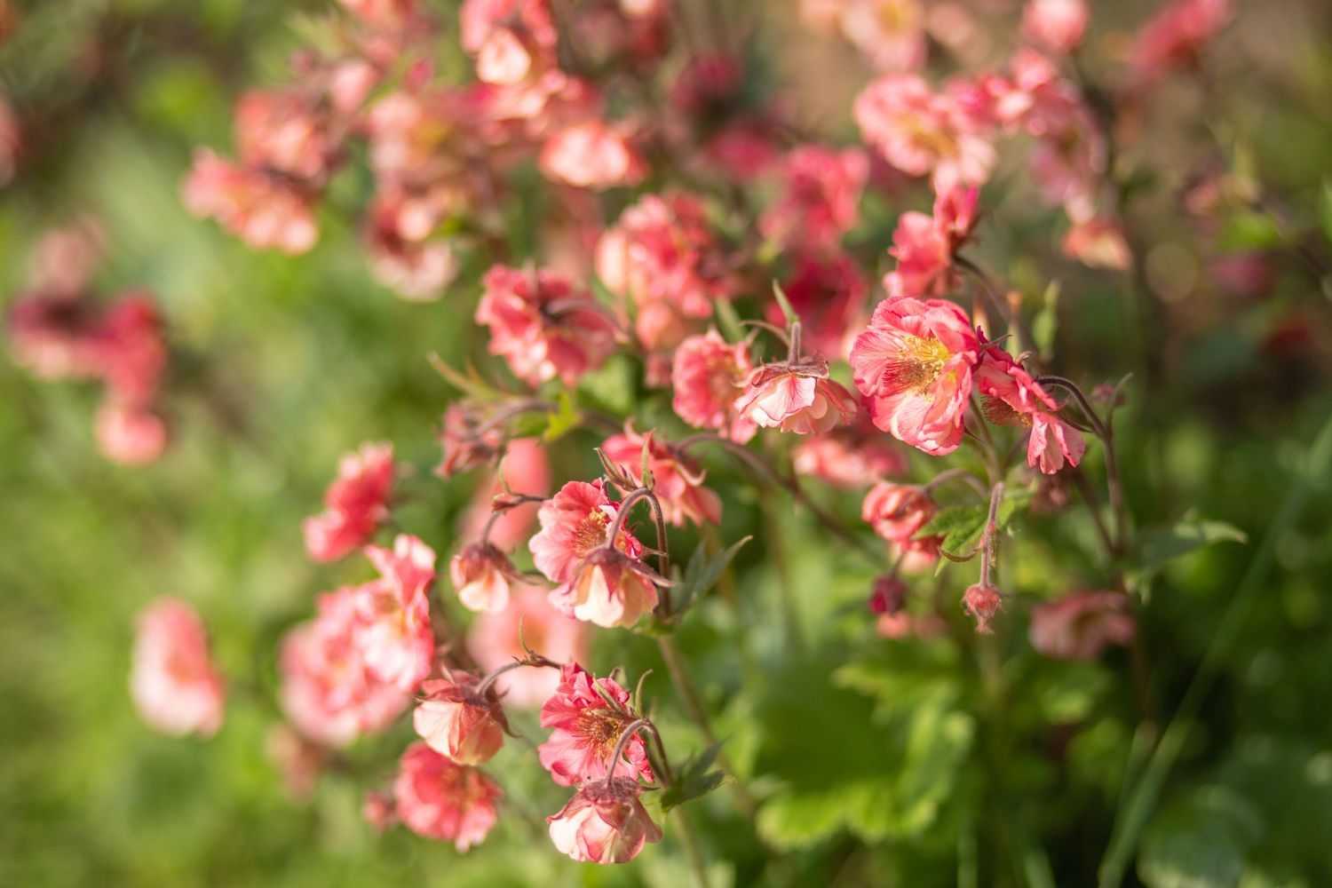 garden photography