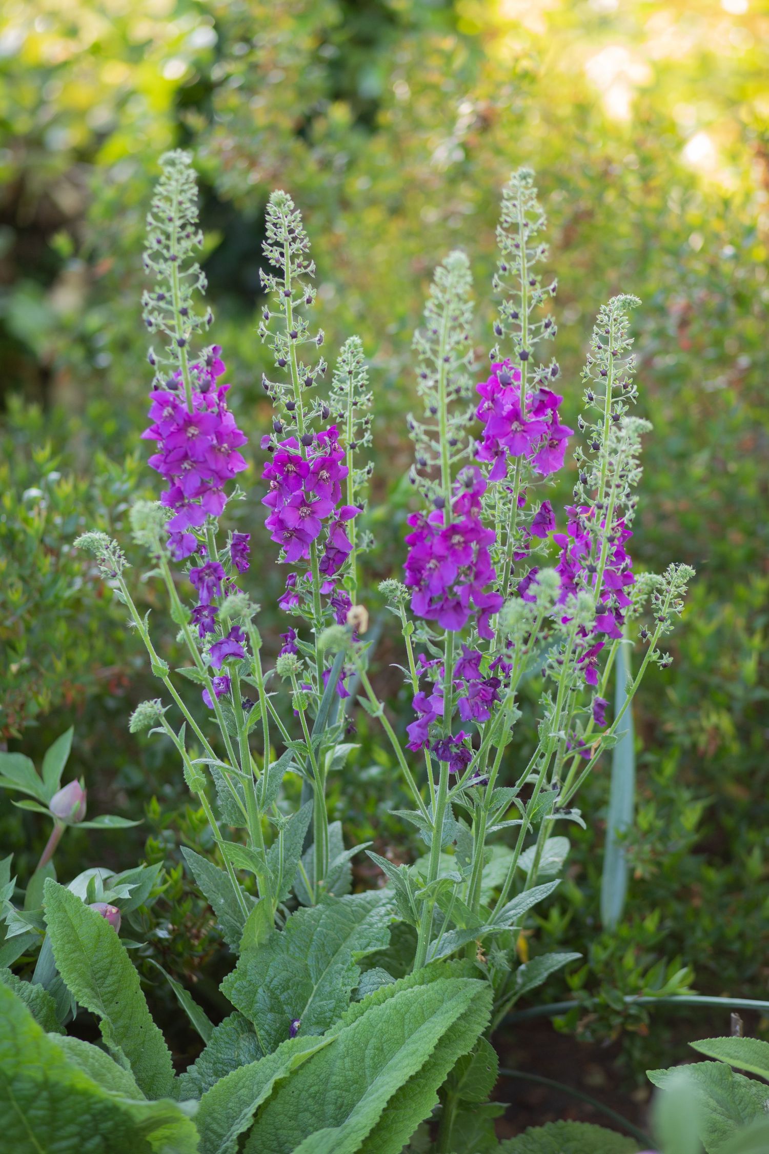 garden photography