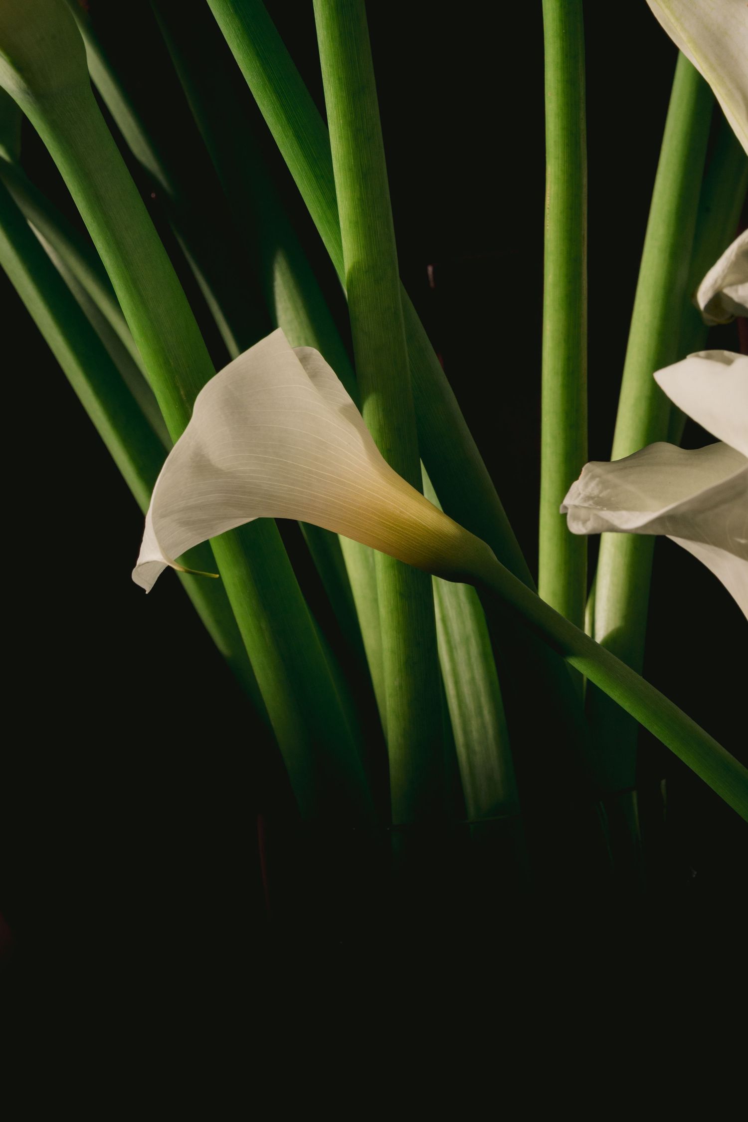 Close-up of delicate white calla lily flowers and stems against a dark background.
