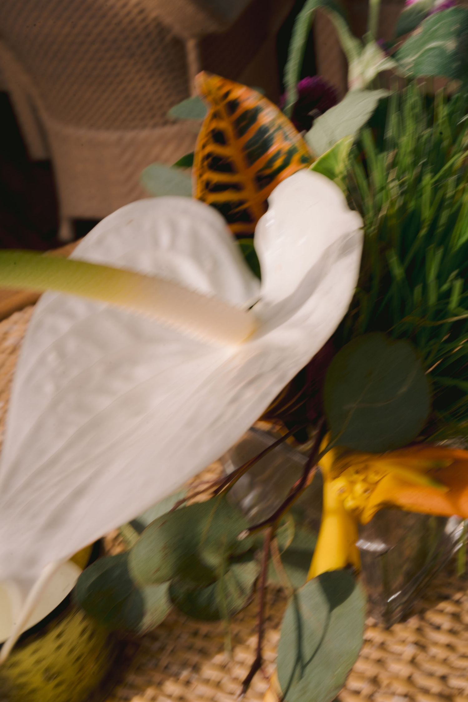 A blurred close-up photograph showing a white flower petal with a butterfly wing visible against green foliage.