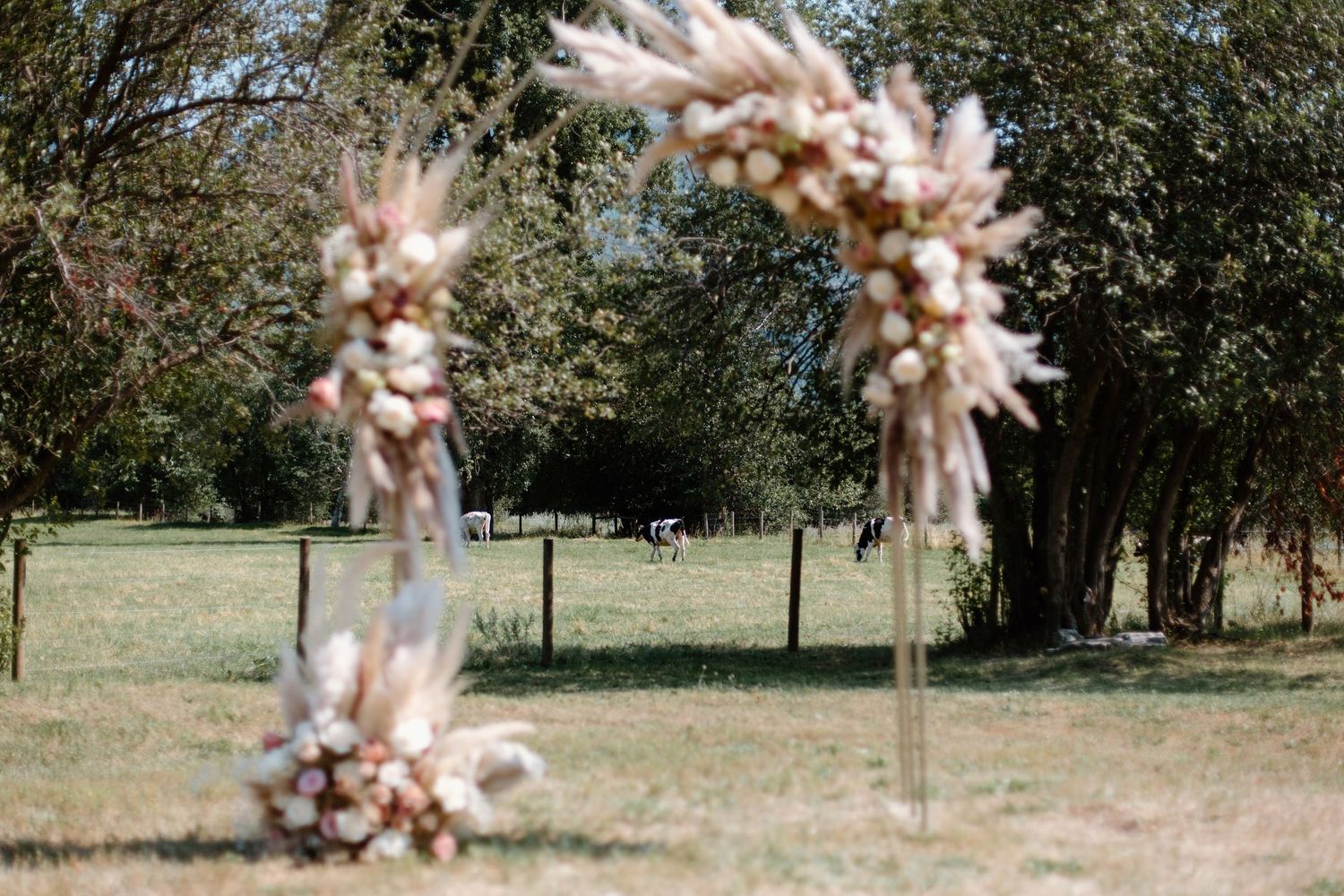A sequence of five photos showing a pink dahlia flower exploding into petals in slow motion against a green background.