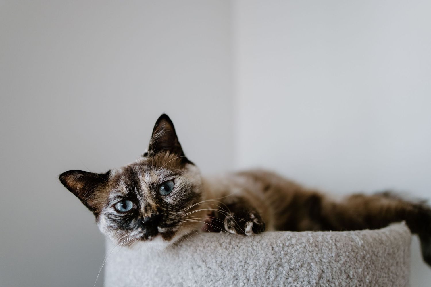 Siamese cat lounging lazily on a light-colored surface with sleepy expression.